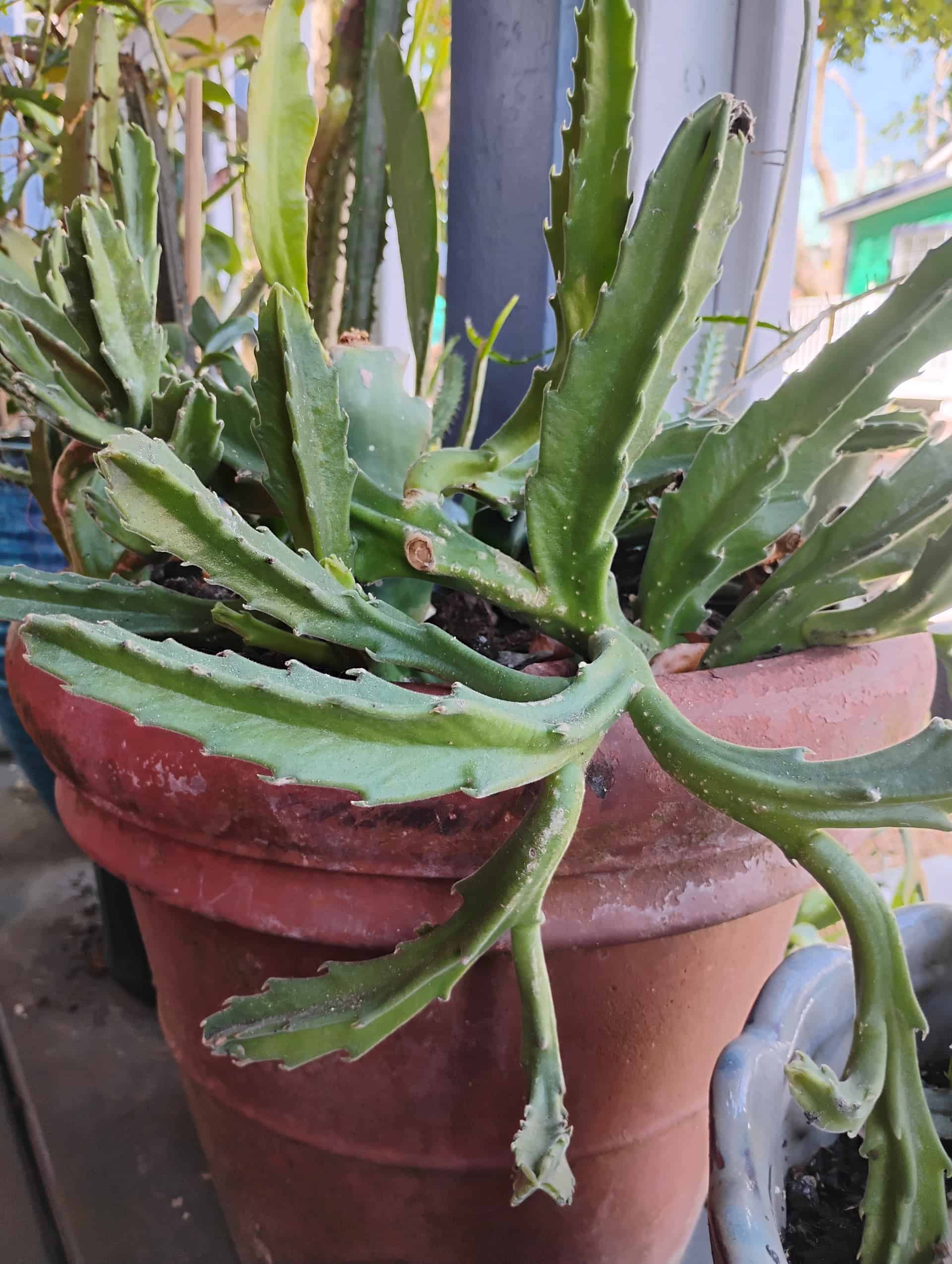 Carrion Flower (Stapelia grandiflora), Succulent