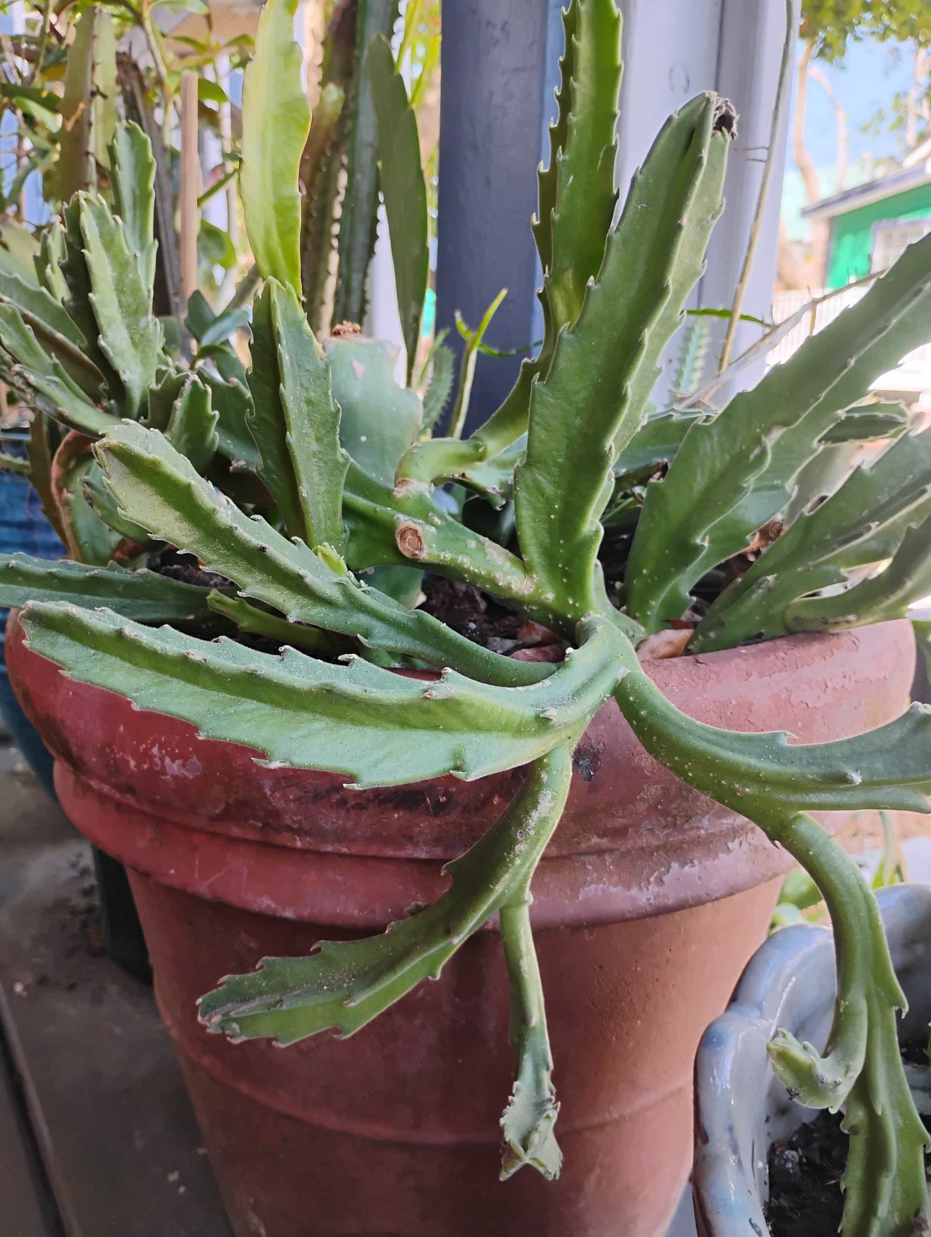 Carrion Flower (Stapelia grandiflora), Succulent