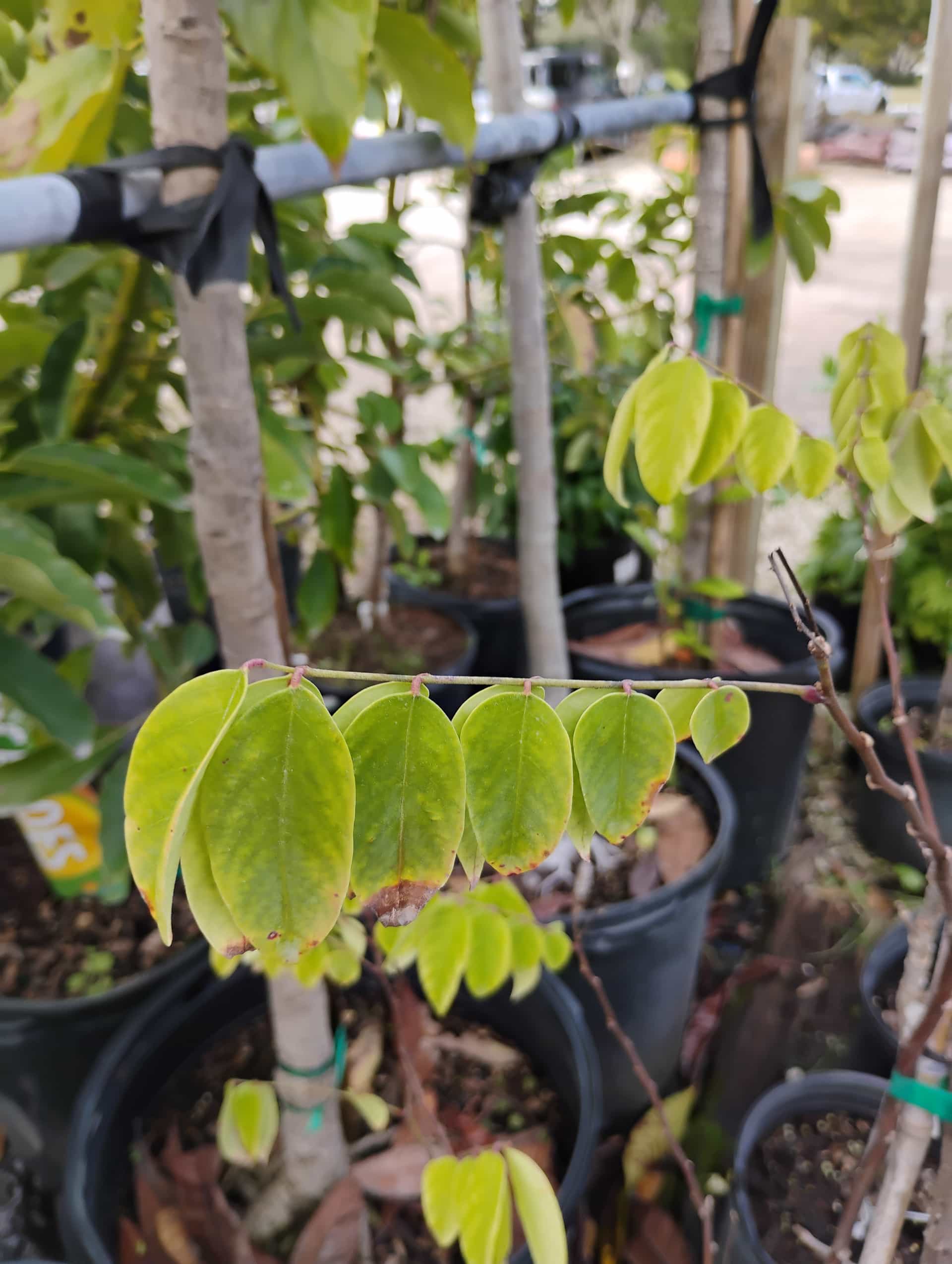 Starfruit (Averrhoa carambola), Fruit Tree