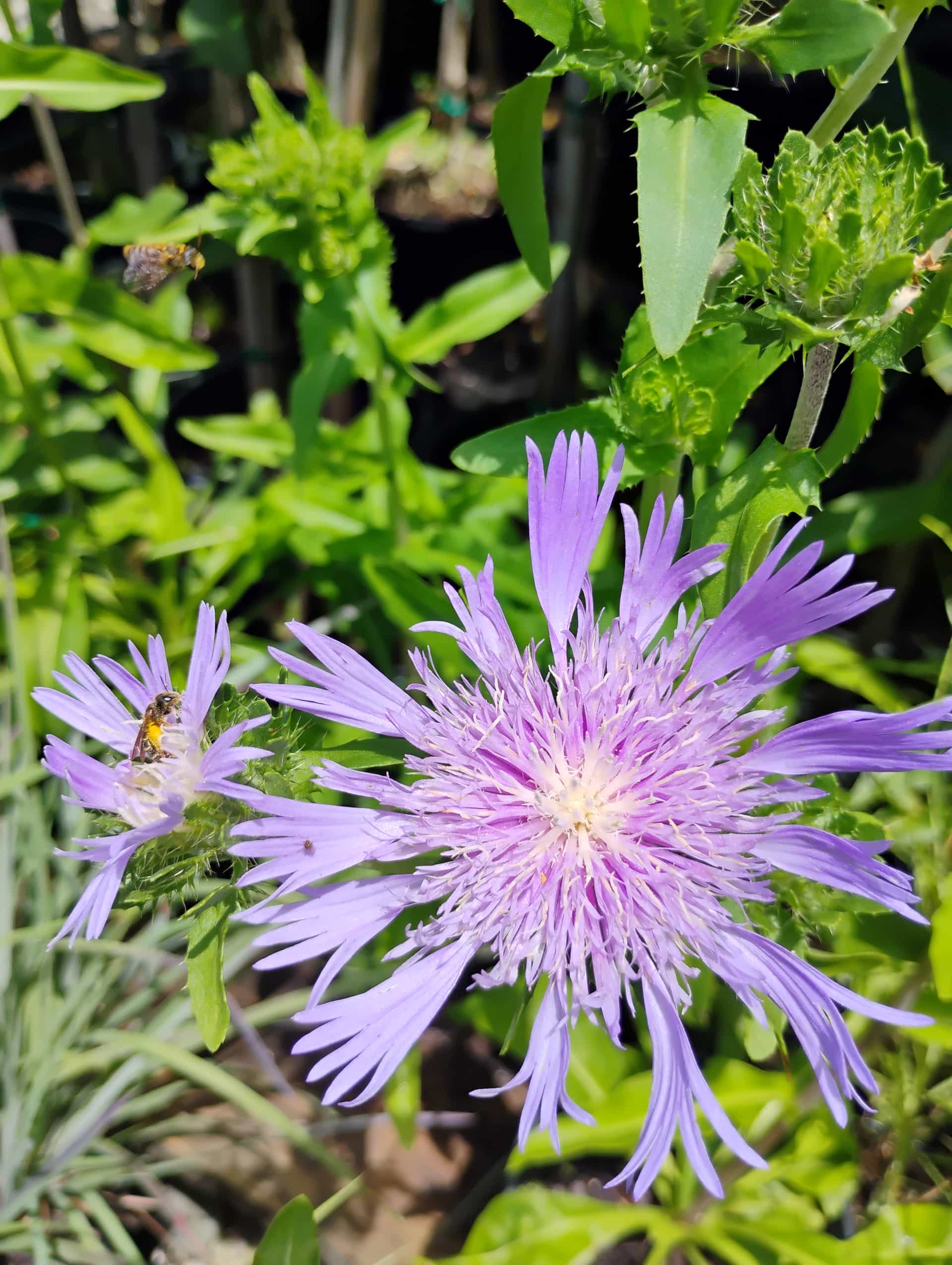 Stokes Aster (Stokesia laevis), Perennial