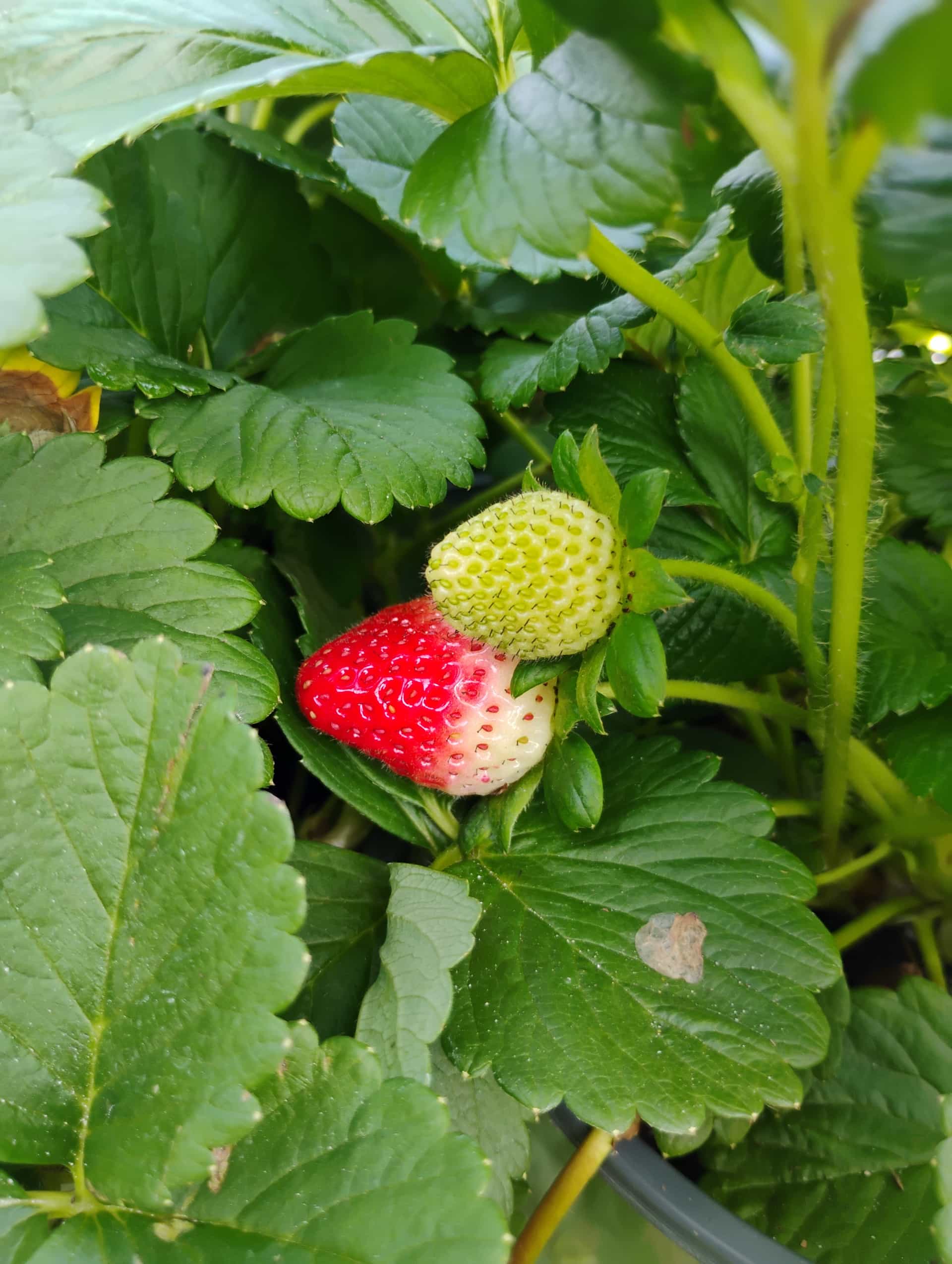 Strawberry (Fragaria ananassa), Perennial