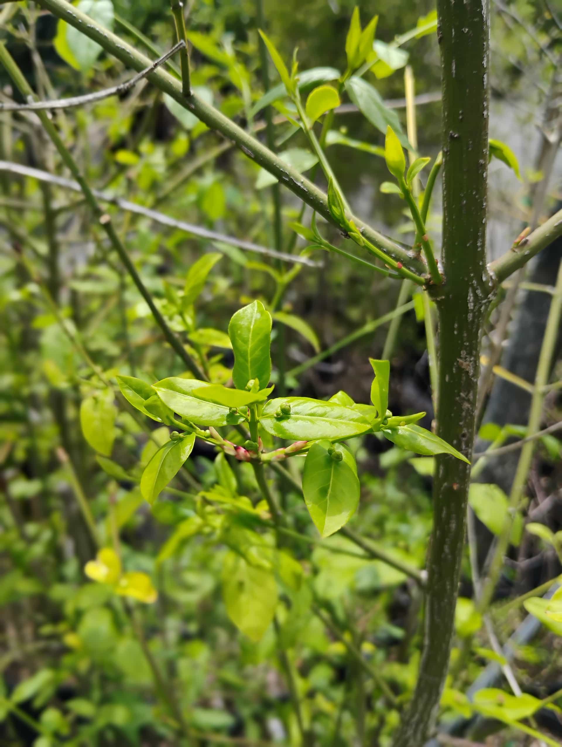 Strawberry Bush (Euonymus americanus), Shrub