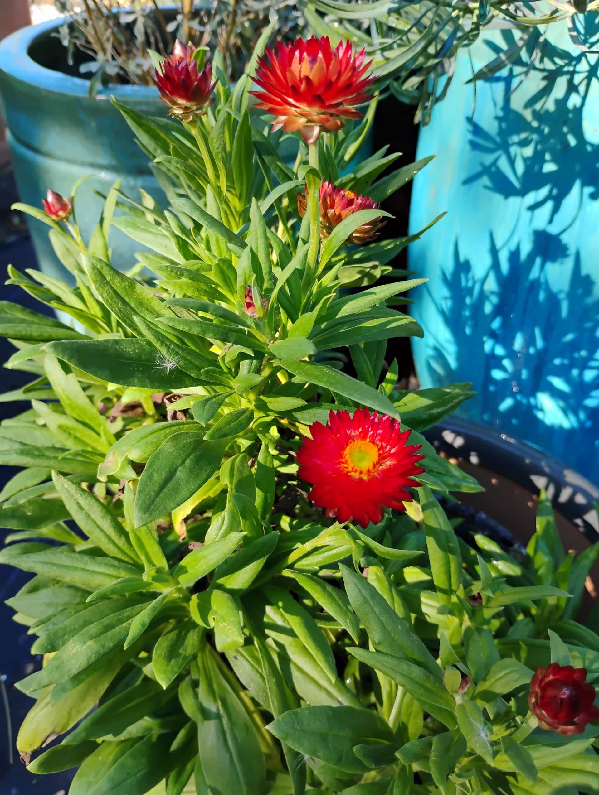 Strawflower (Bracteantha bracteata), Annual