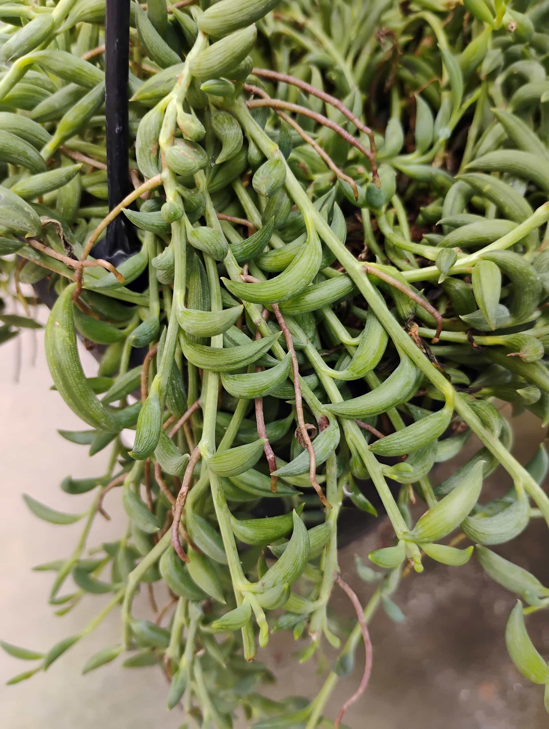 String of Bananas (Senecio radicans), Succulent