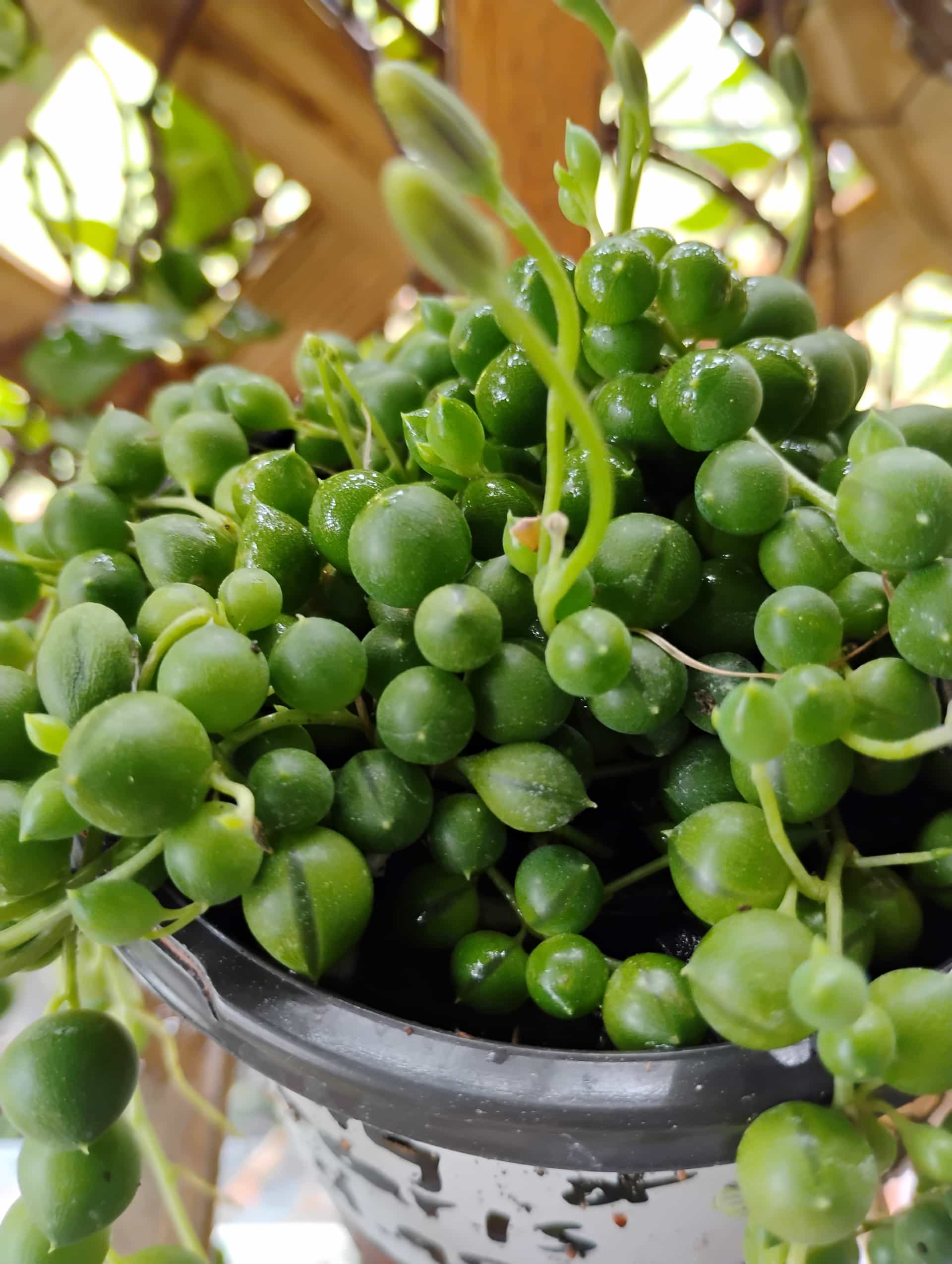 String of Pearls (Senecio rowleyanus), Succulent