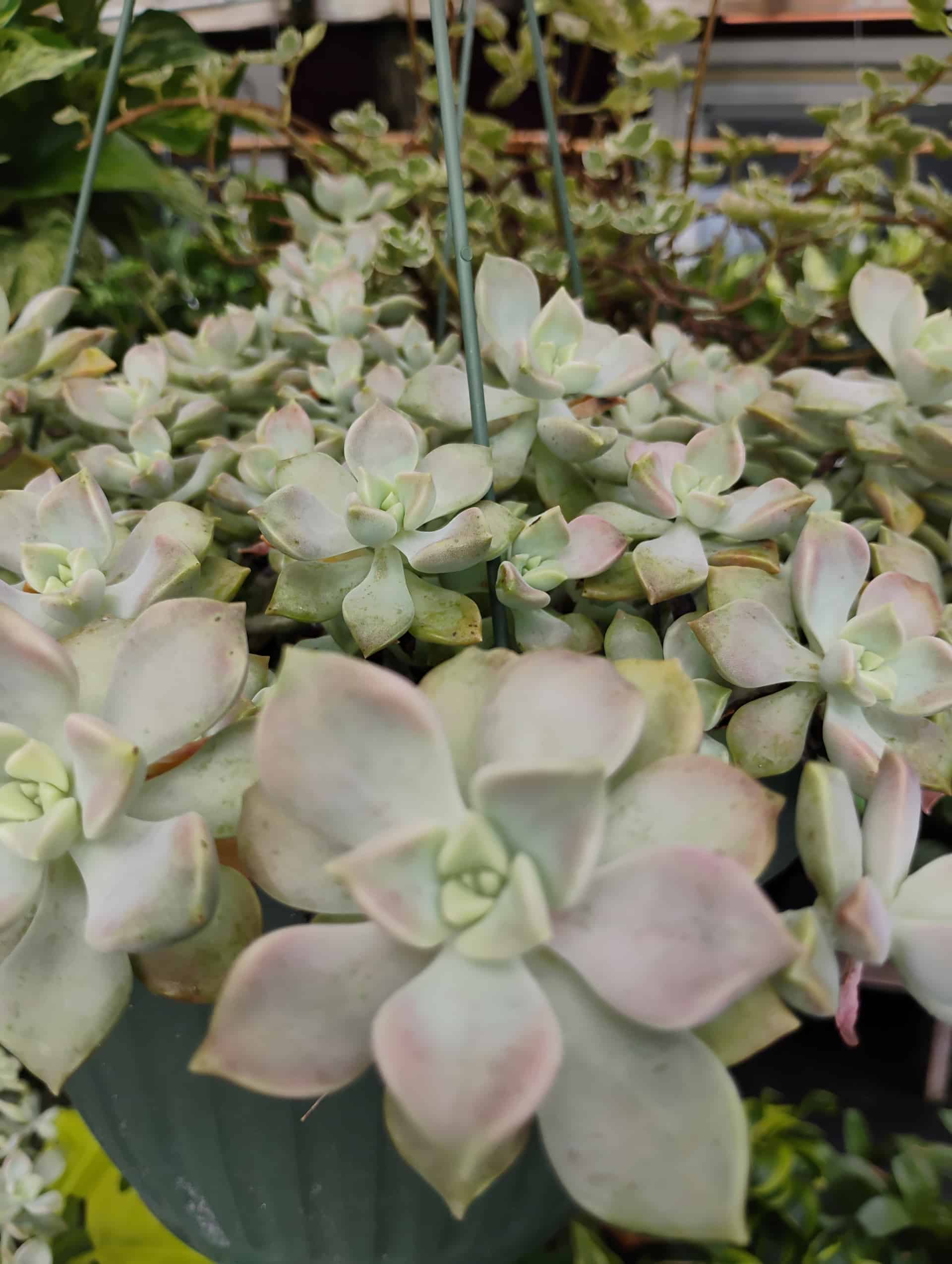 Succulent, Succulent