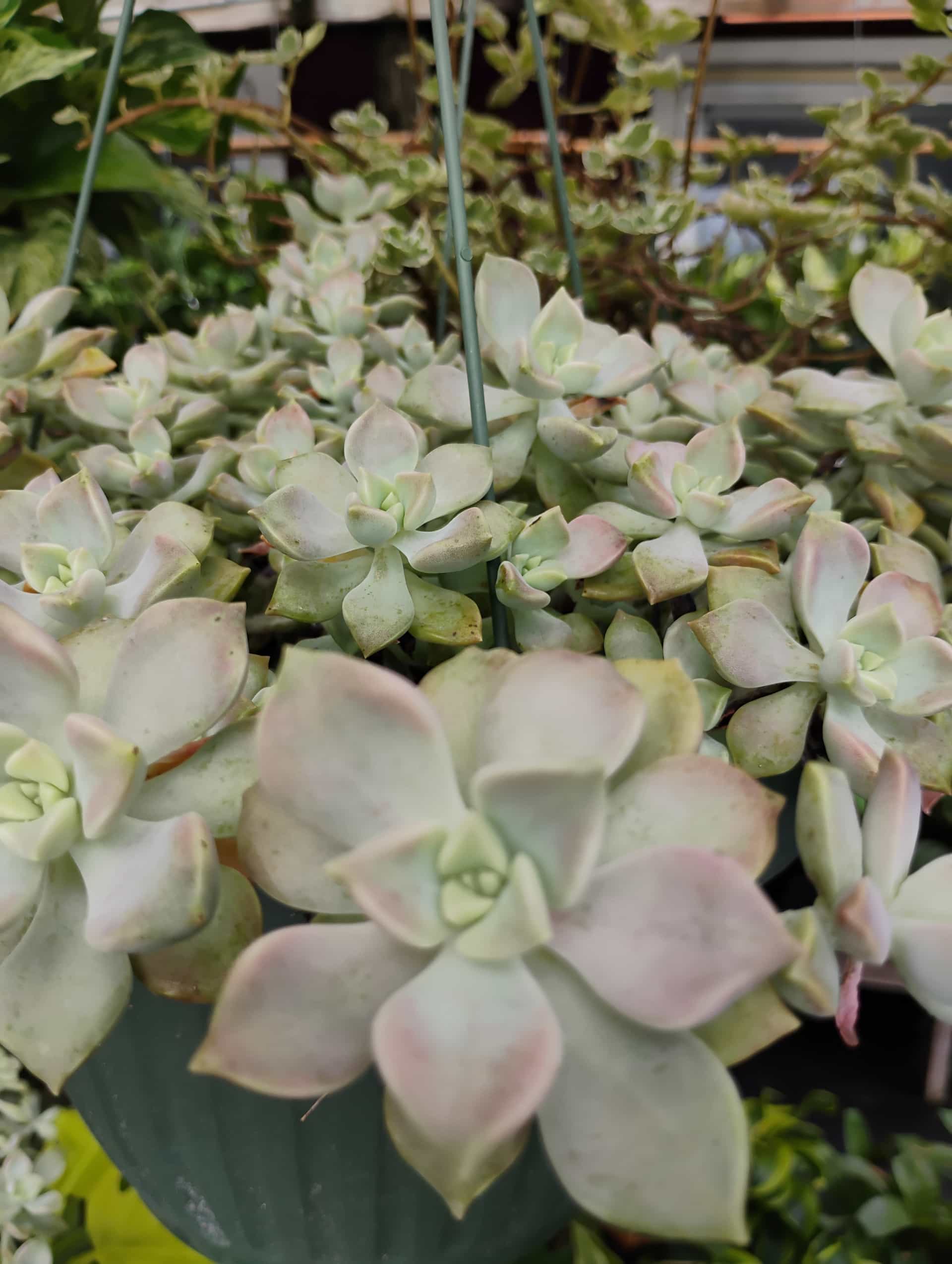 Succulent, Succulent