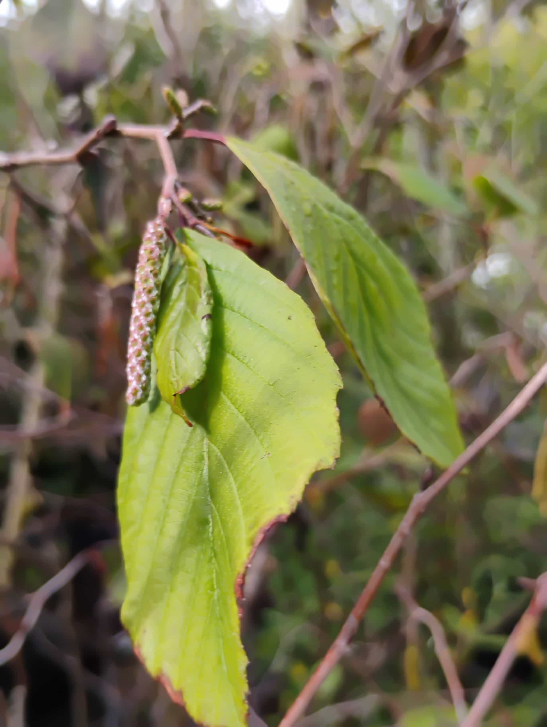 Sumac (Rhus), Shrub