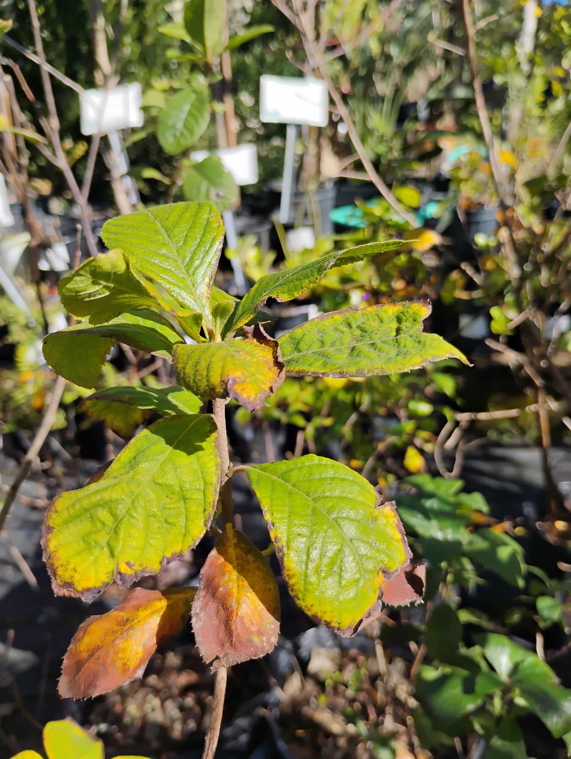 Summersweet (Clethra alnifolia), Shrub