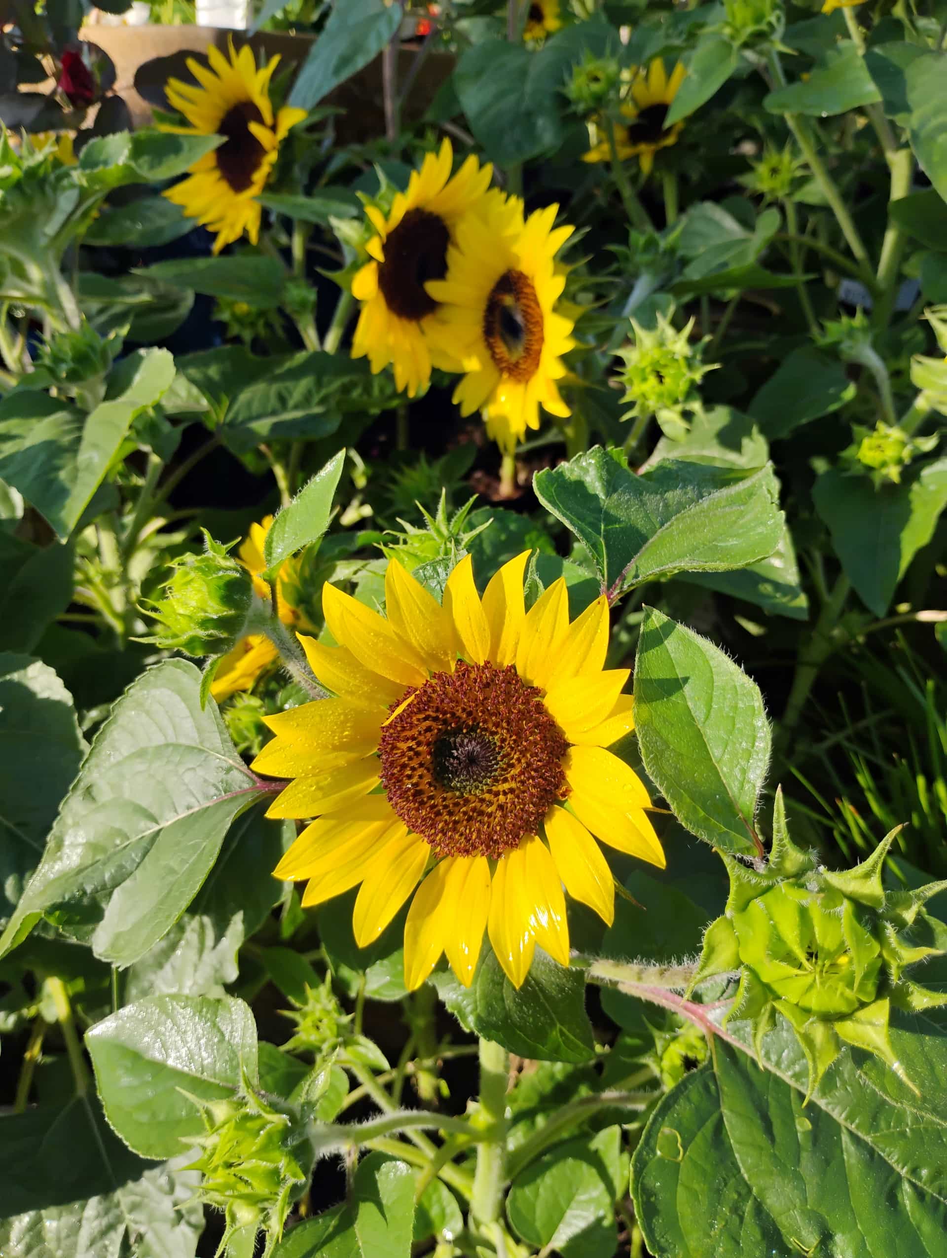 Sunflower (Helianthus), Perennial