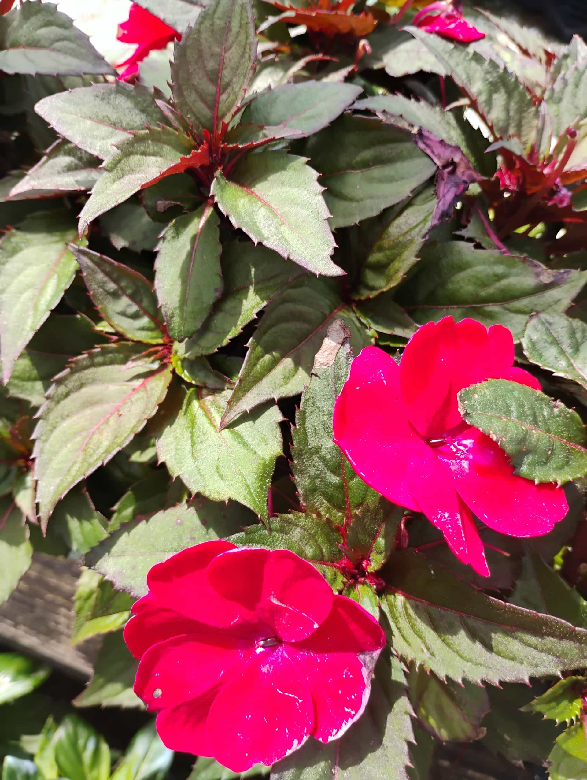 SunPatiens (Impatiens hybrida), Annual