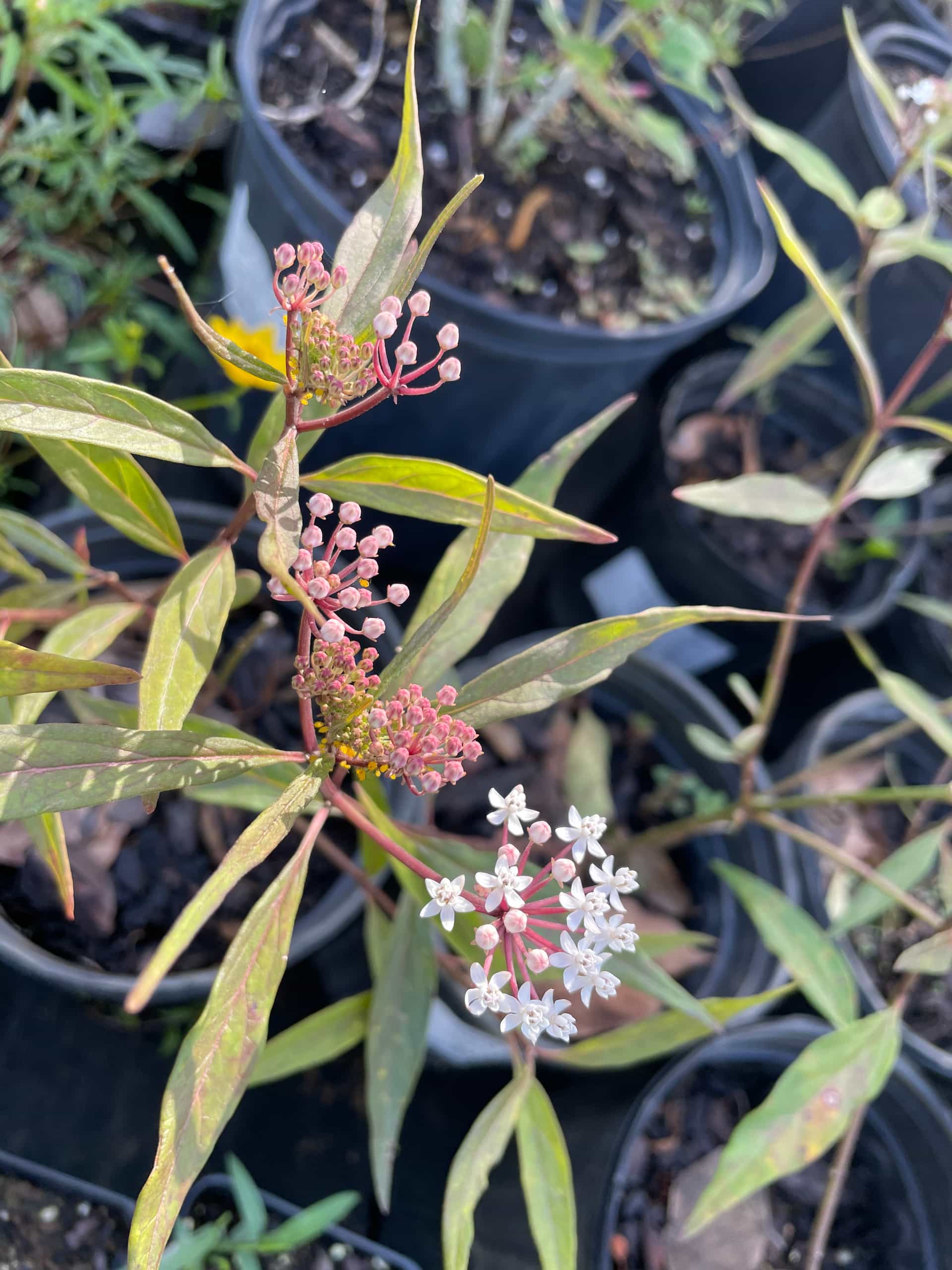 Swamp Milkweed (Asclepias incarnata), Perennial