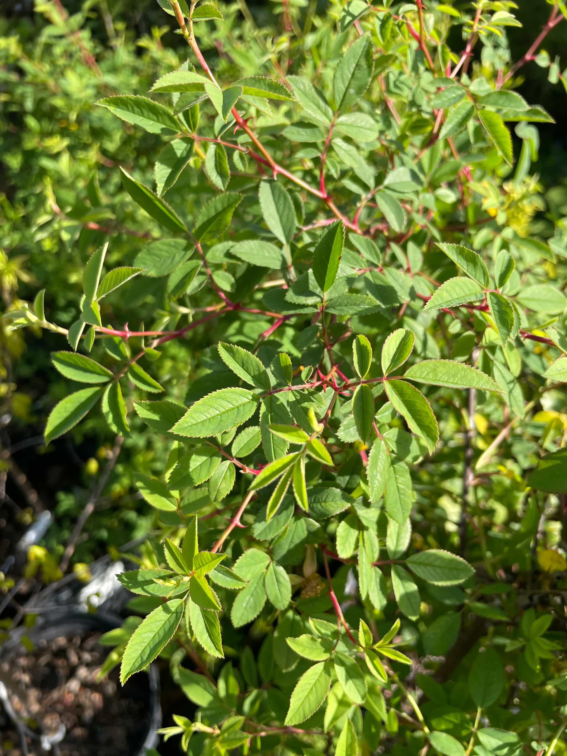 Swamp Rose (Rosa palustris), Shrub
