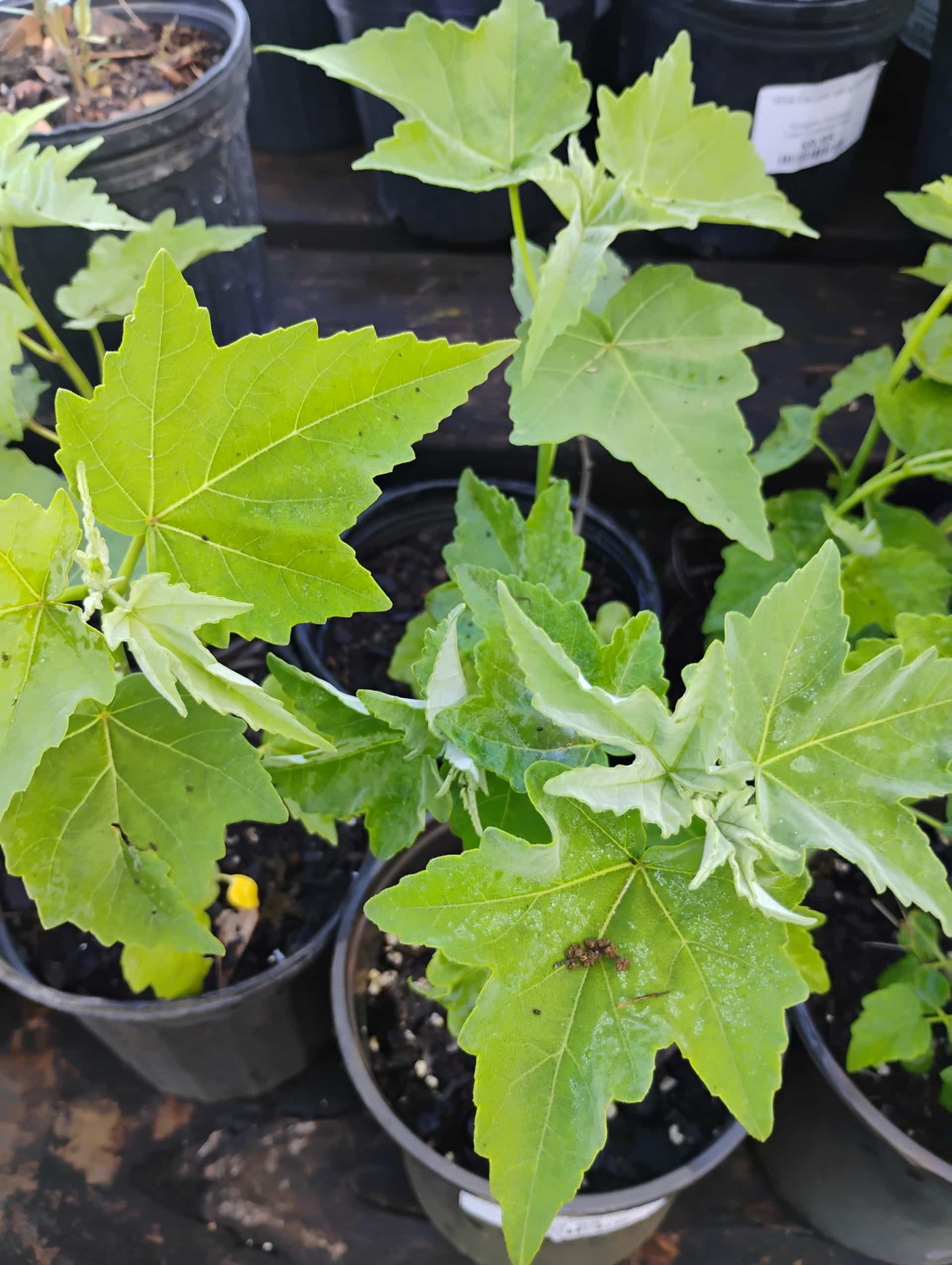 Swamp Rosemallow (Hibiscus grandiflorus), Perennial