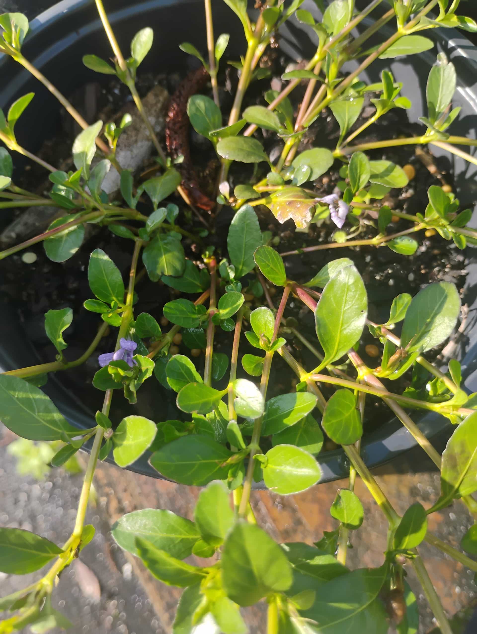 Swamp Twinflower (Dyschoriste humistrata), Groundcover