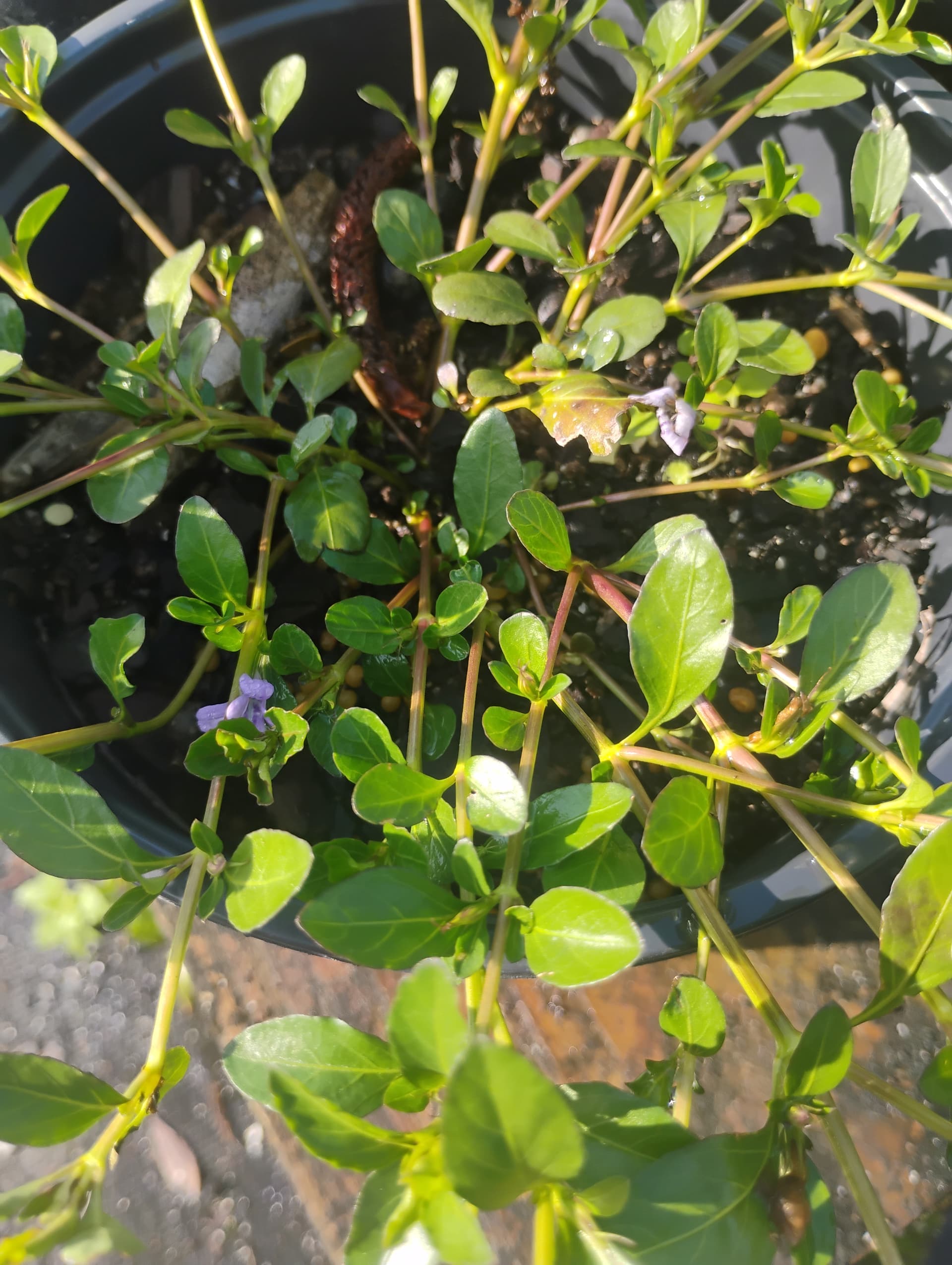 Swamp Twinflower