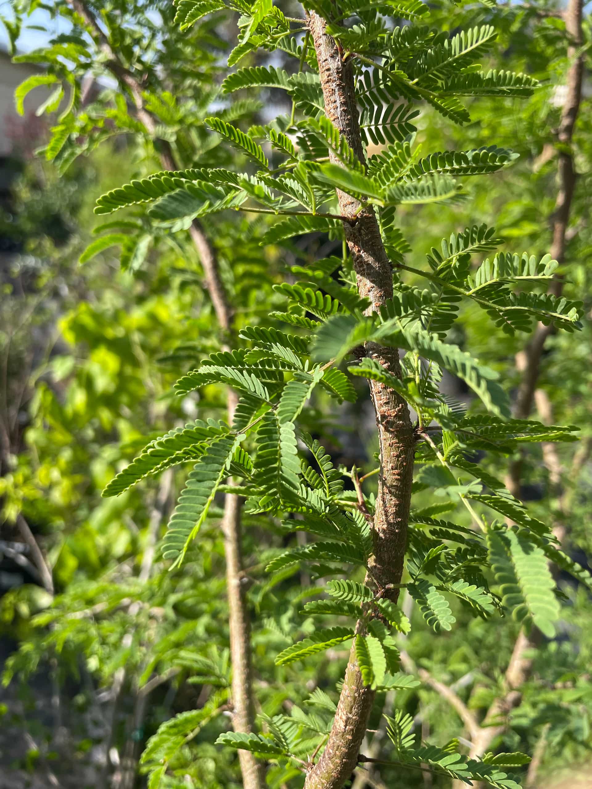 Sweet Acacia (Vachellia farnesiana), Tree