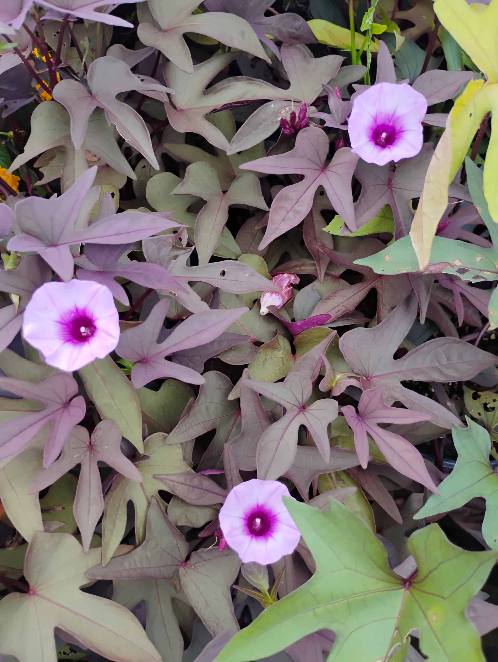 Sweet Potato Vine (Ipomoea batatas), Vine