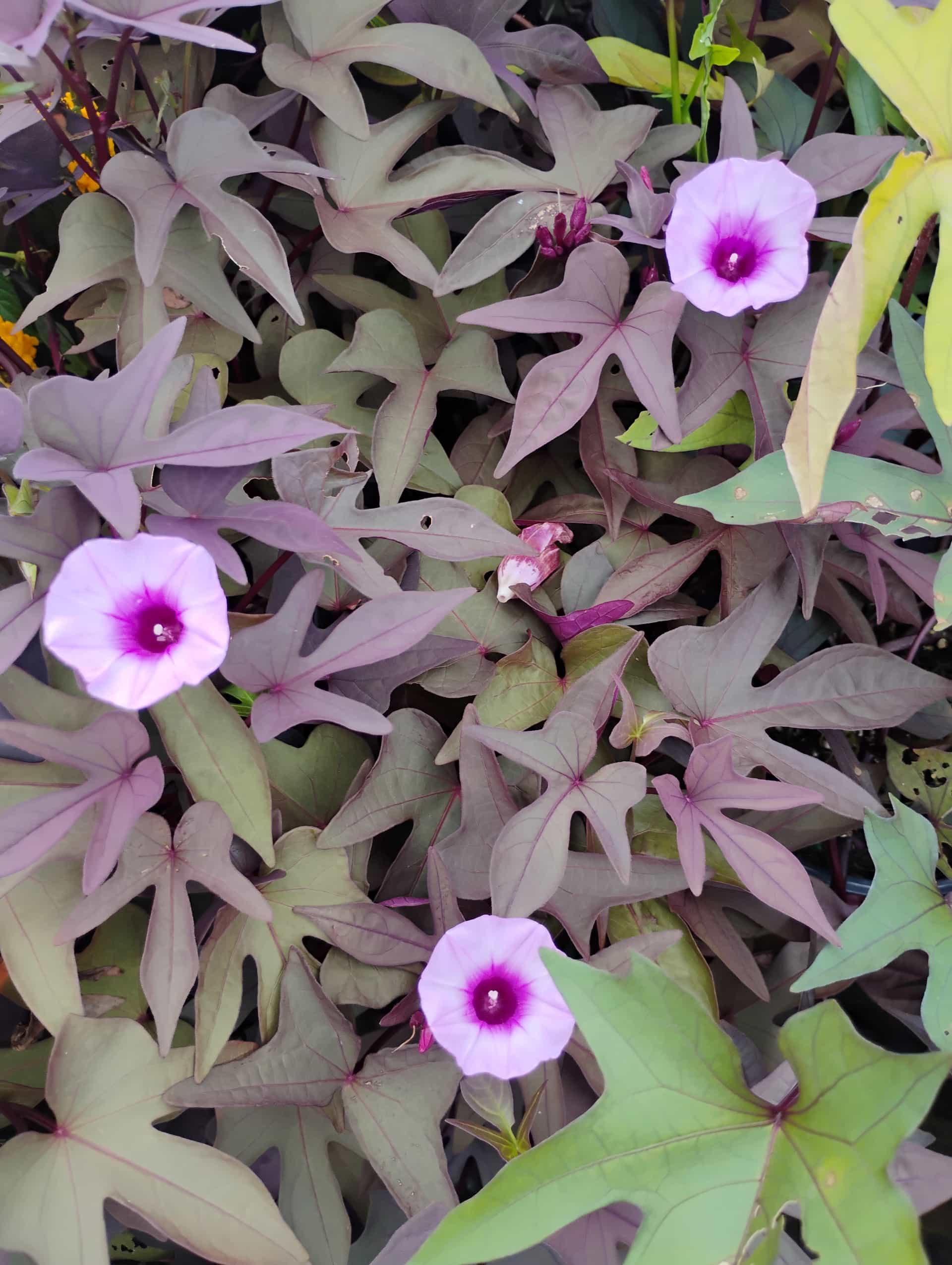 Sweet Potato Vine (Ipomoea batatas), Vine