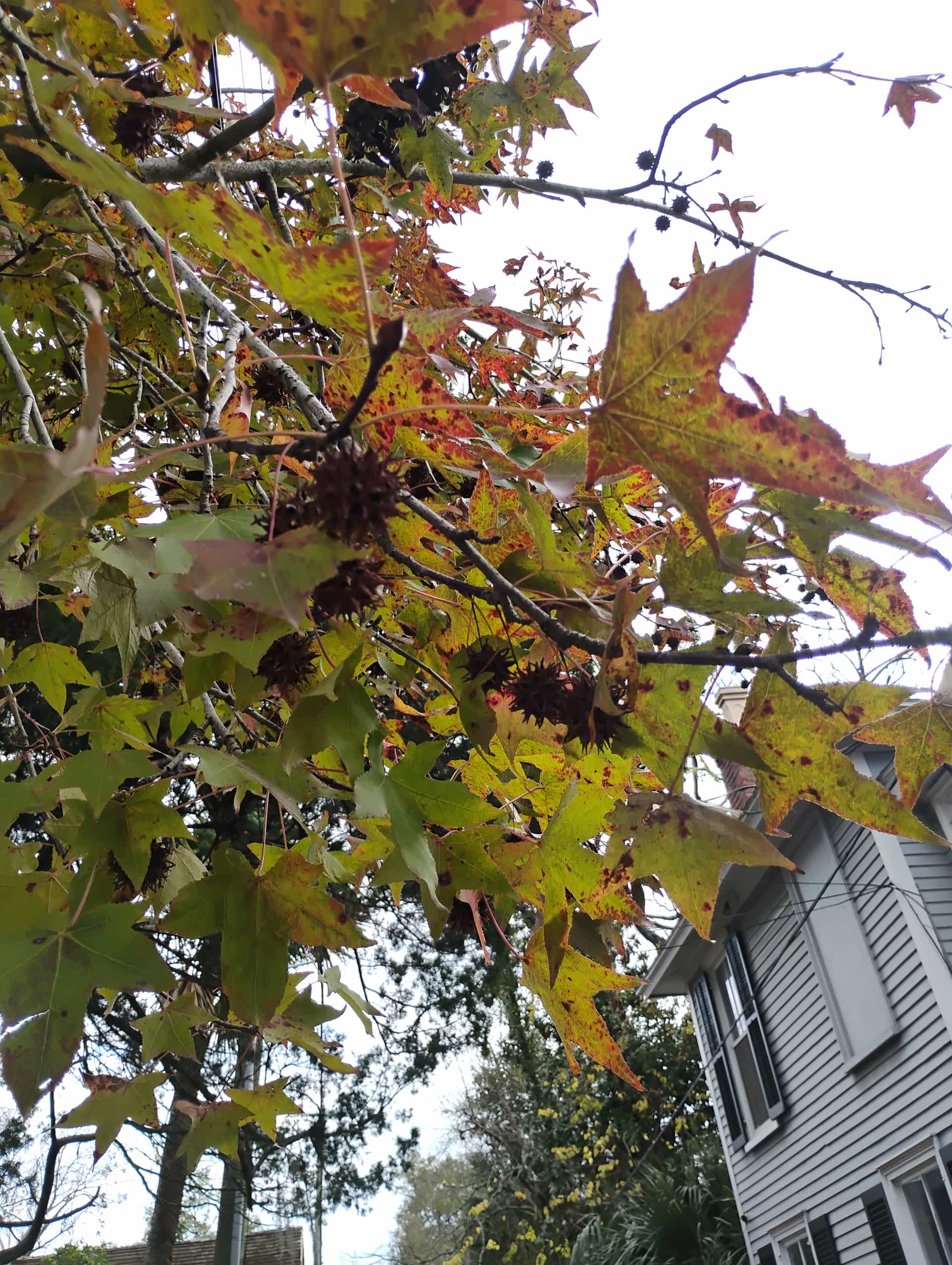 Sweetgum (Liquidambar styraciflua), Tree