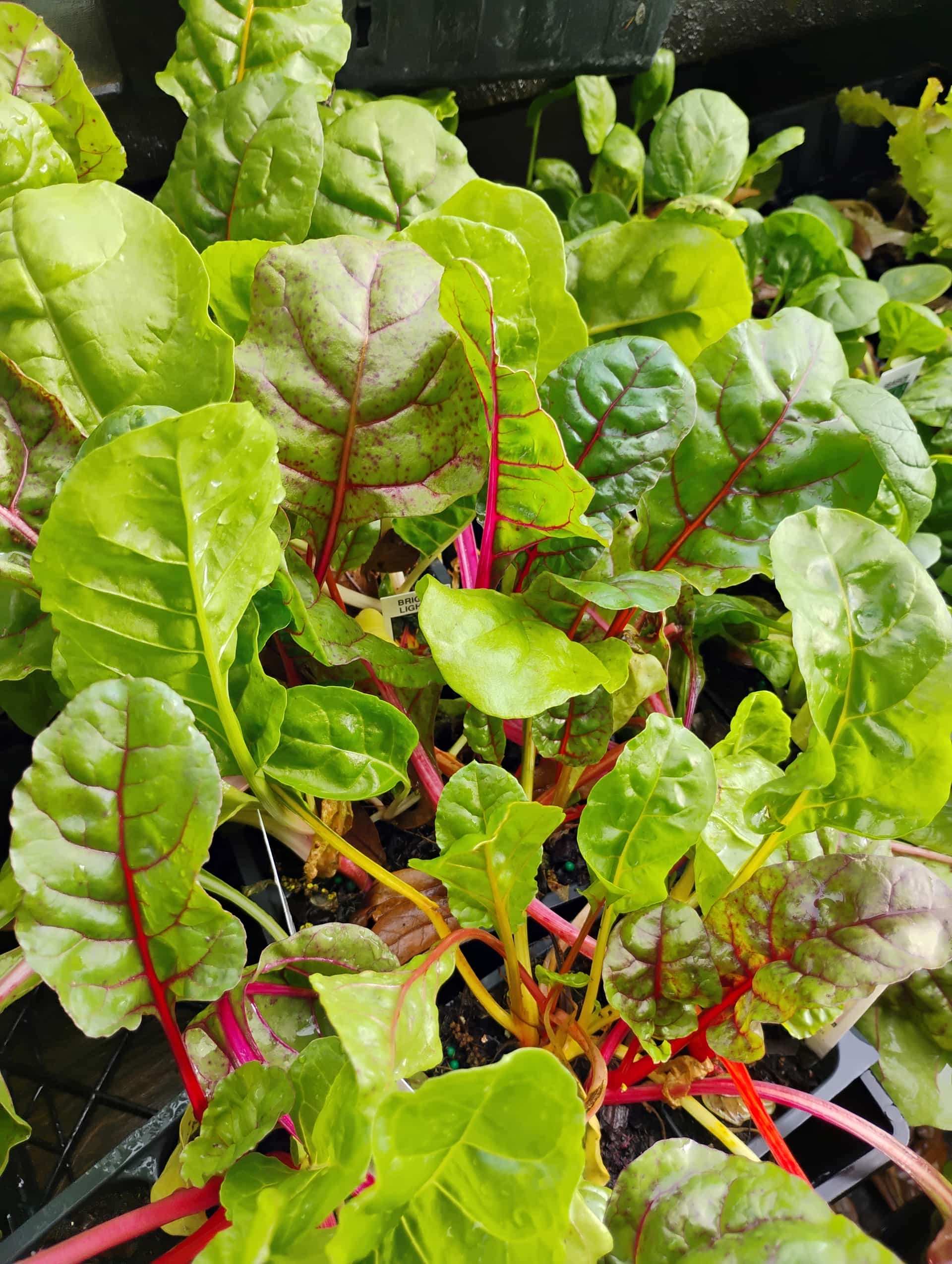 Swiss Chard (Beta vulgaris), Annual