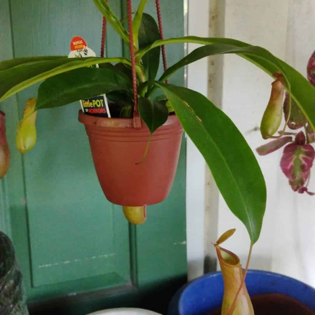 Arrowhead Plant (Syngonium podophyllum), Houseplant