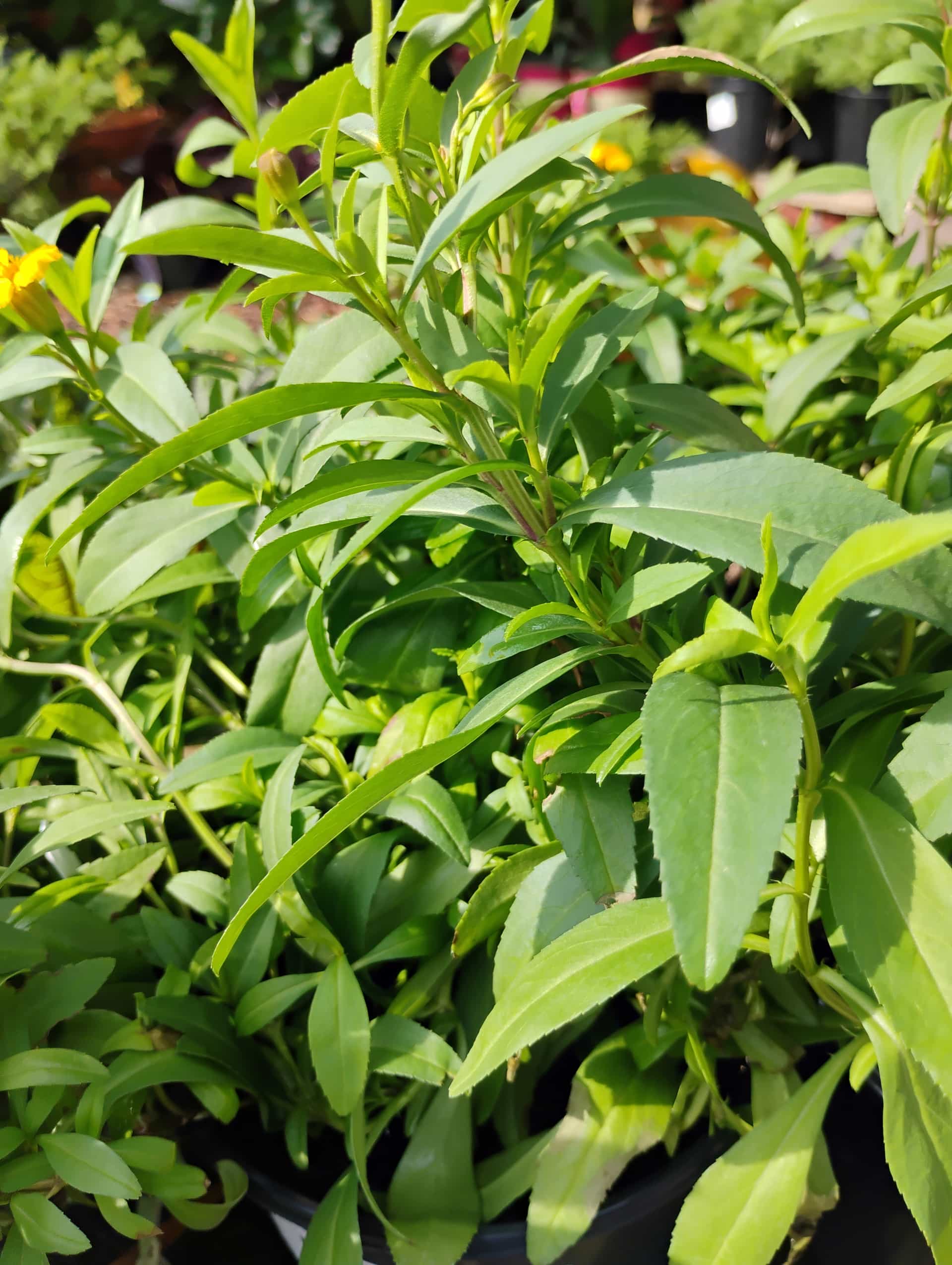 Tarragon (Artemisia dracunculus), Herb