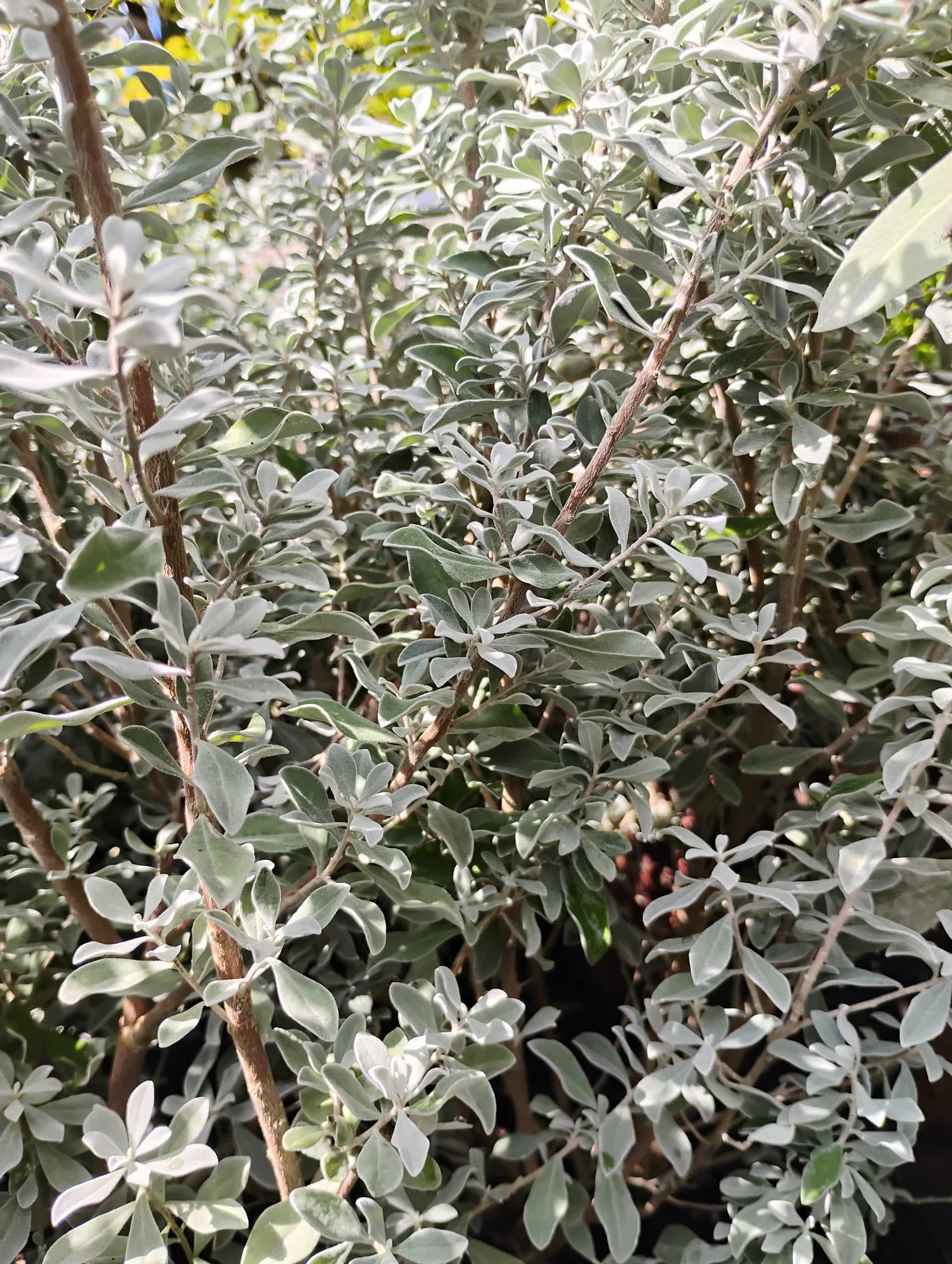 Texas Sage (Leucophyllum frutescens), Shrub