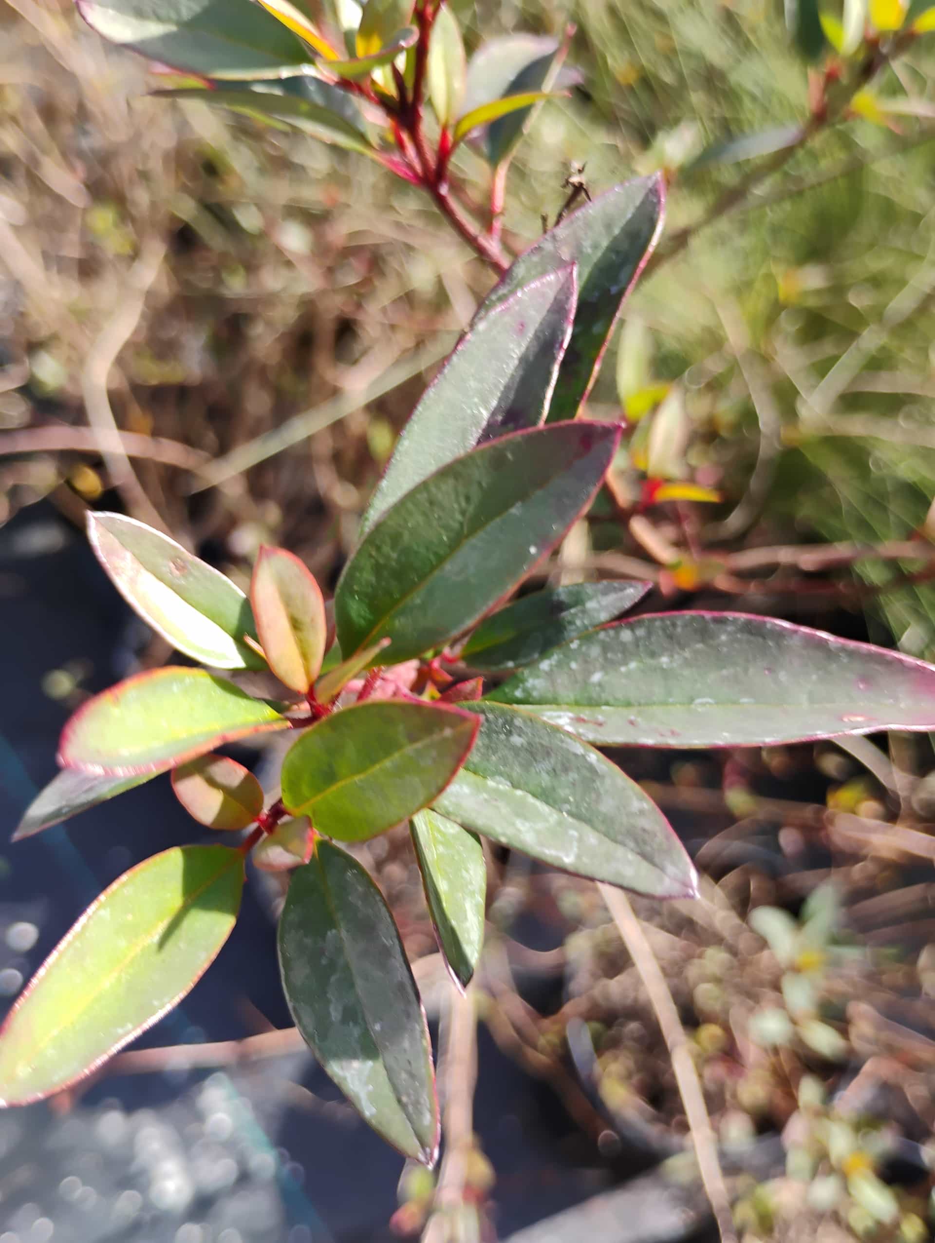 Thryallis (Galphimia gracilis), Shrub