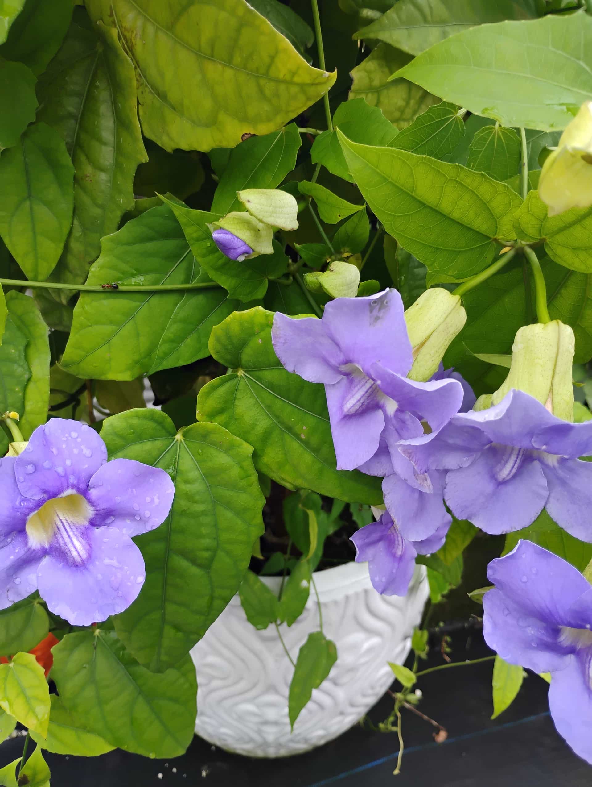 Blue Sky Vine (Thunbergia grandiflora), Vine
