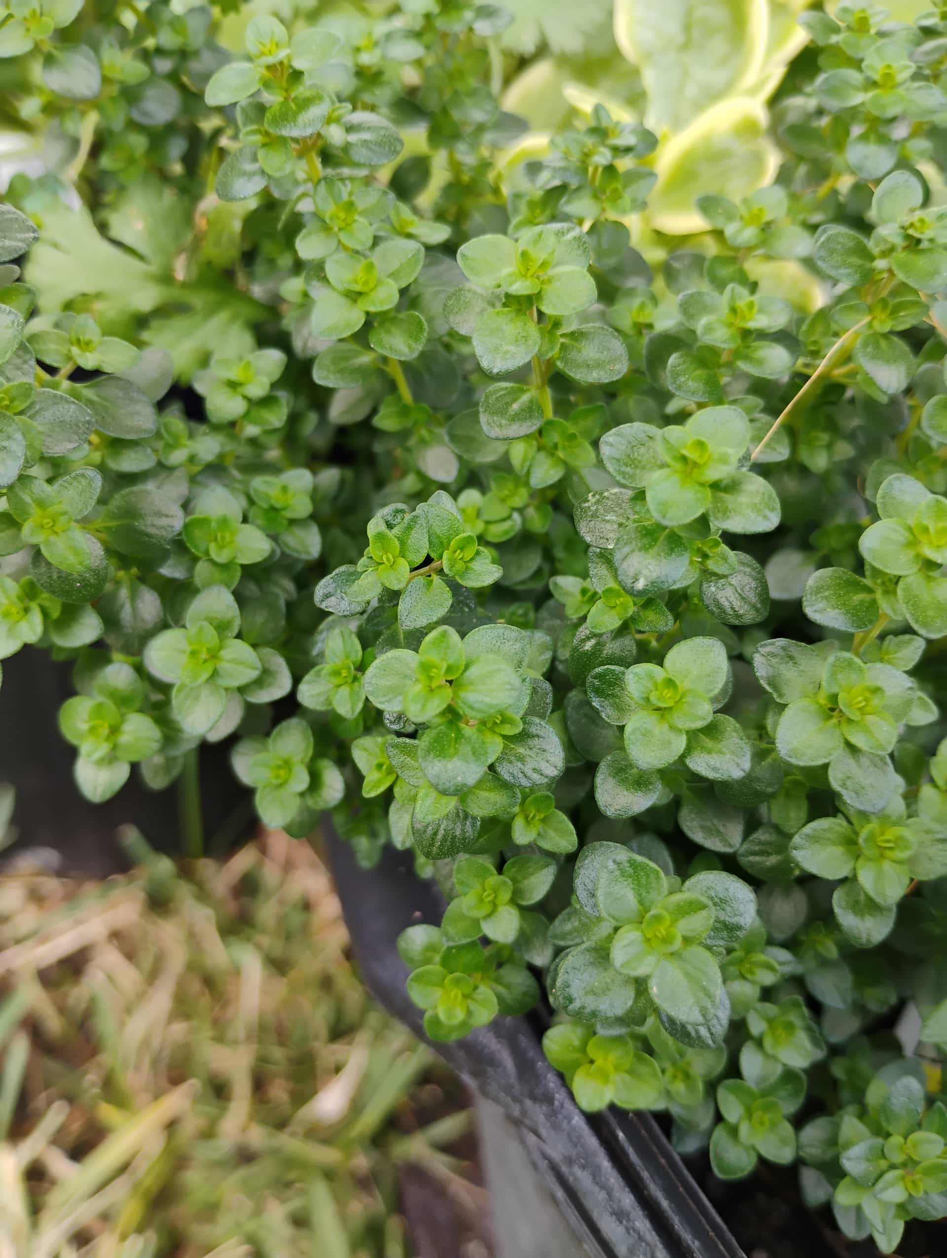 Thyme (Thymus vulgaris), Herb