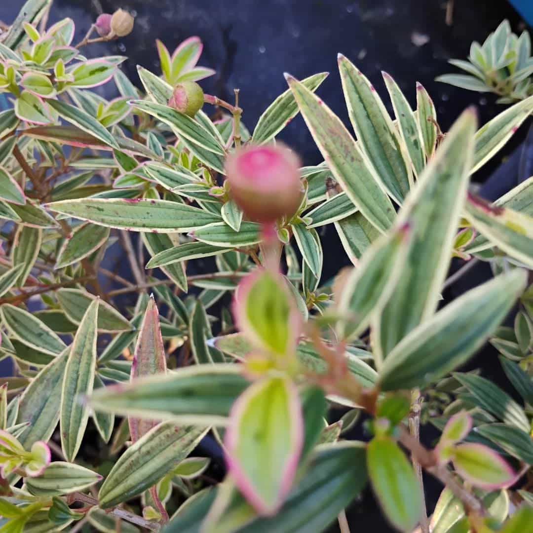 Princess Flower (Tibouchina urvilleana), Shrub