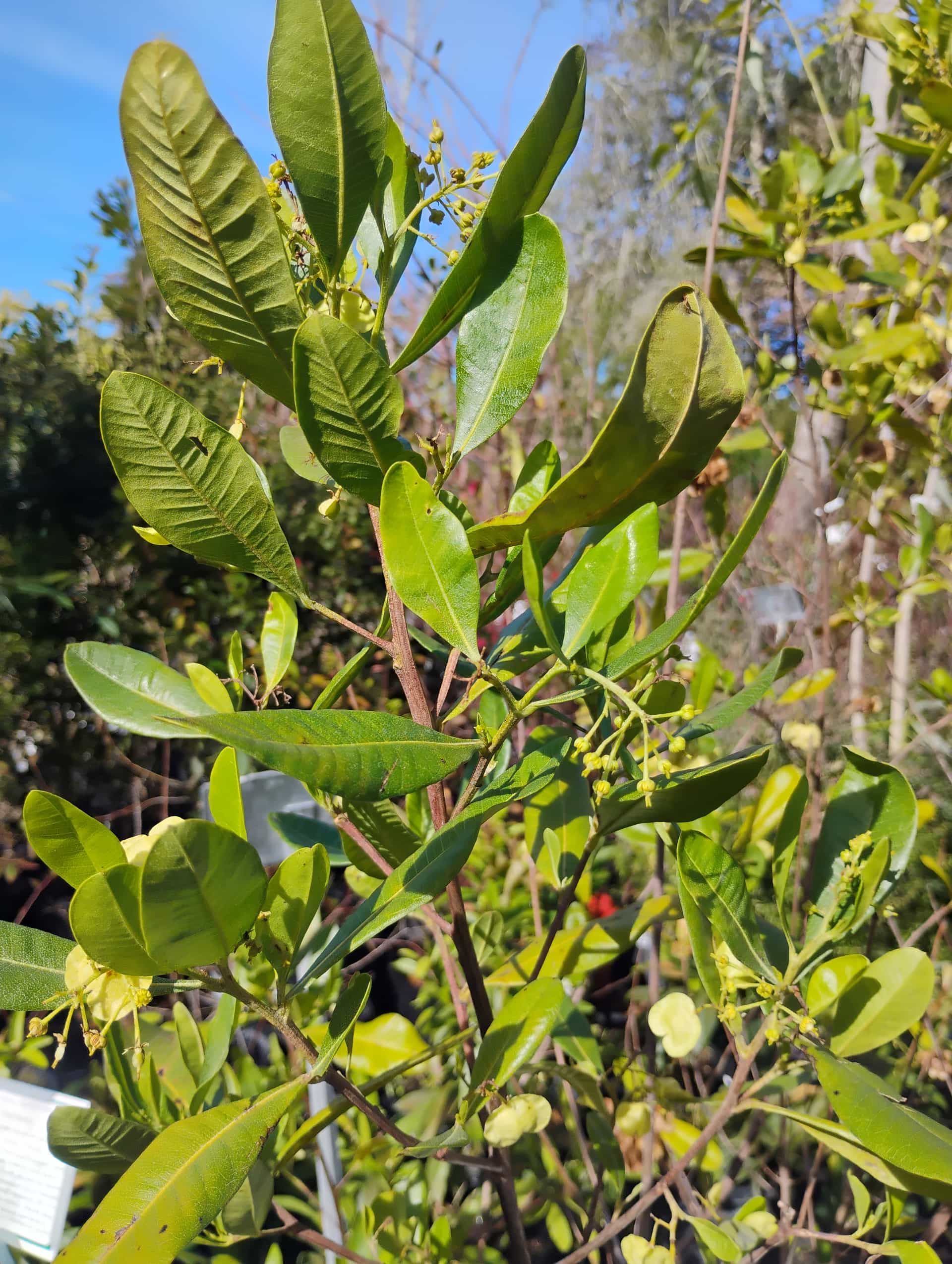 Swamp Titi (Cyrilla racemiflora), Shrub