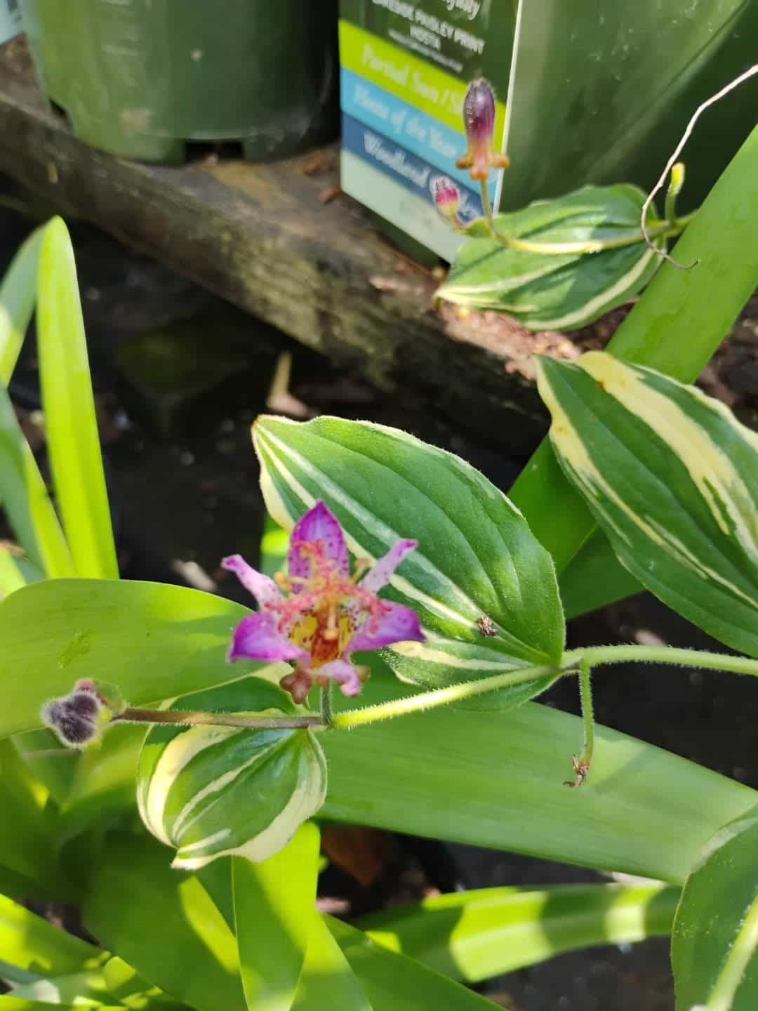 Toad Lily (Tricyrtis hirta), Perennial