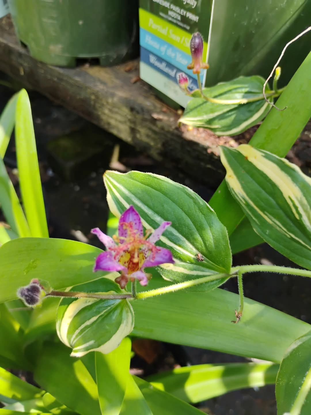 Toad Lily