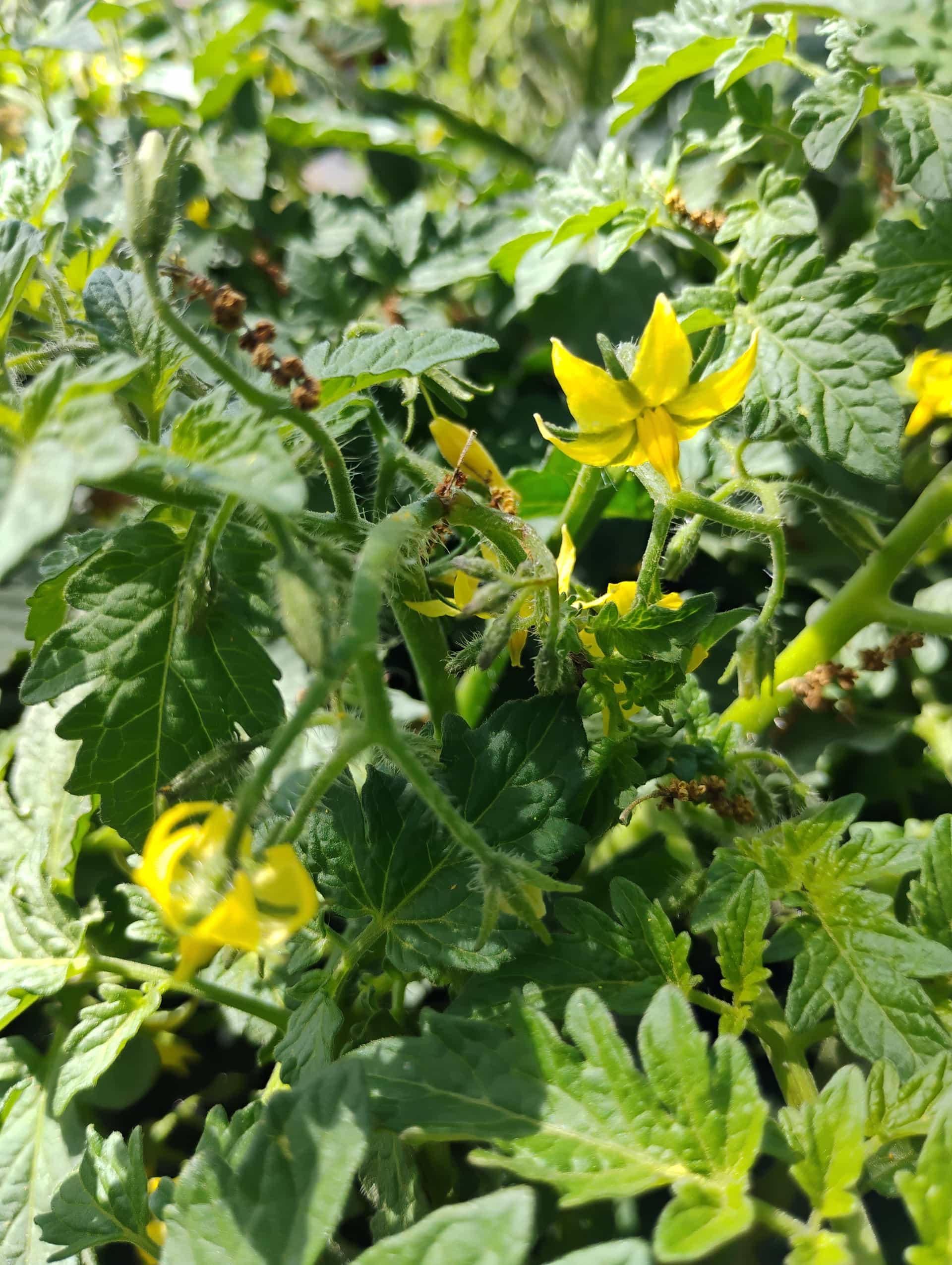 Tomato (Solanum lycopersicum), Annual