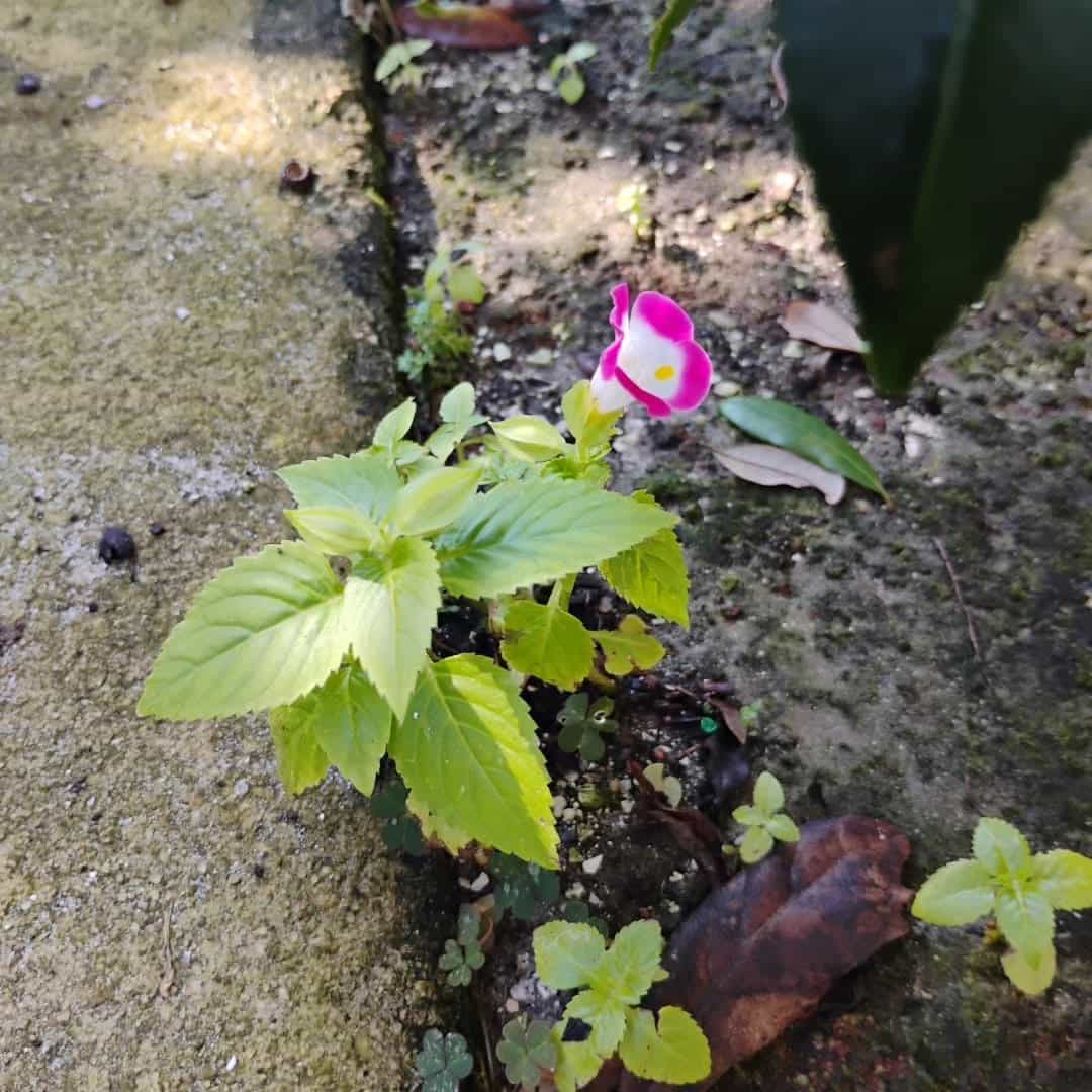 Wishbone Flower (Torenia fournieri), Annual
