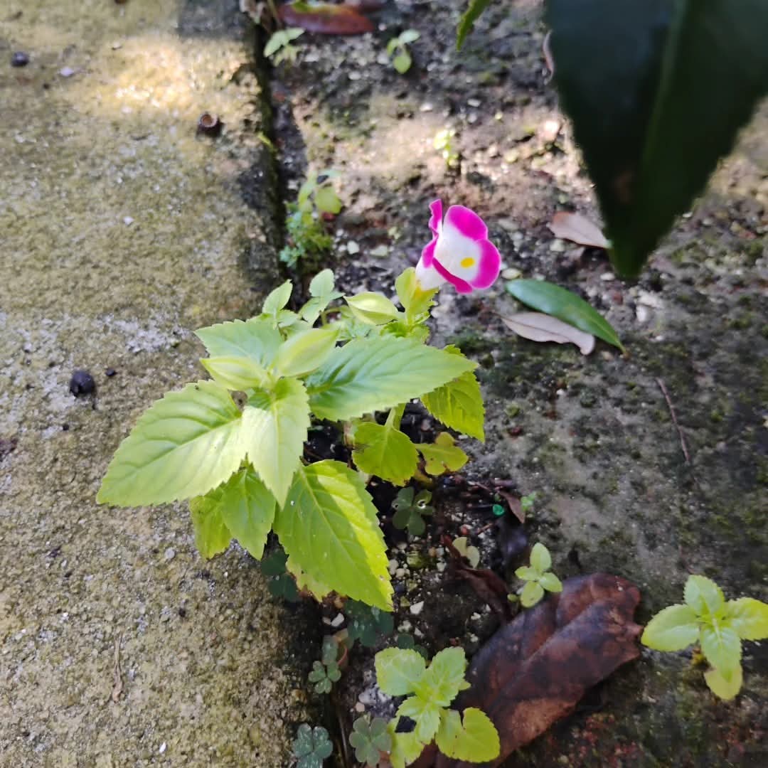 Wishbone Flower
