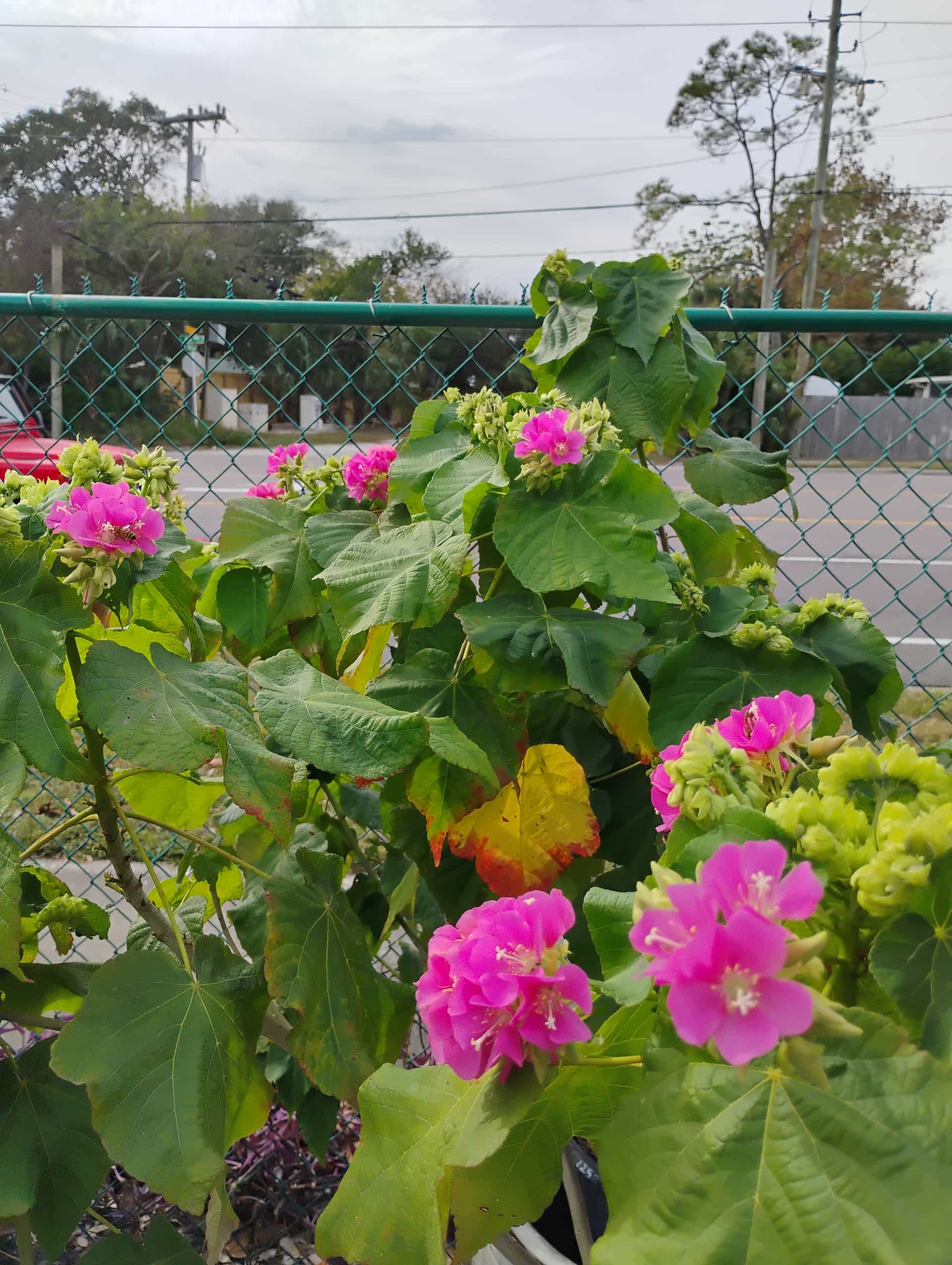 Tropical Hydrangea (Dombeya wallichii), Tree