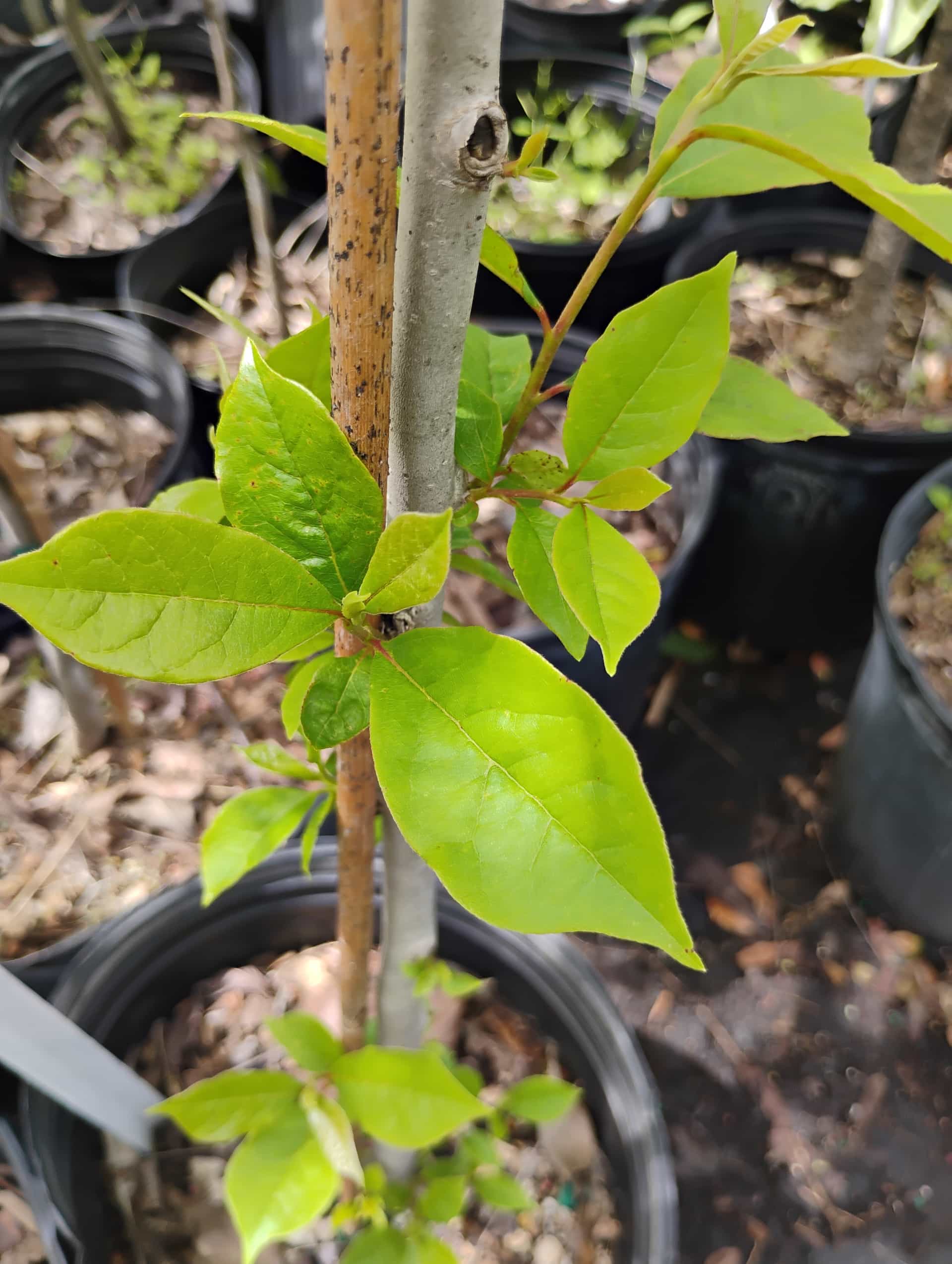Tupelo (Nyssa sylvatica), Tree
