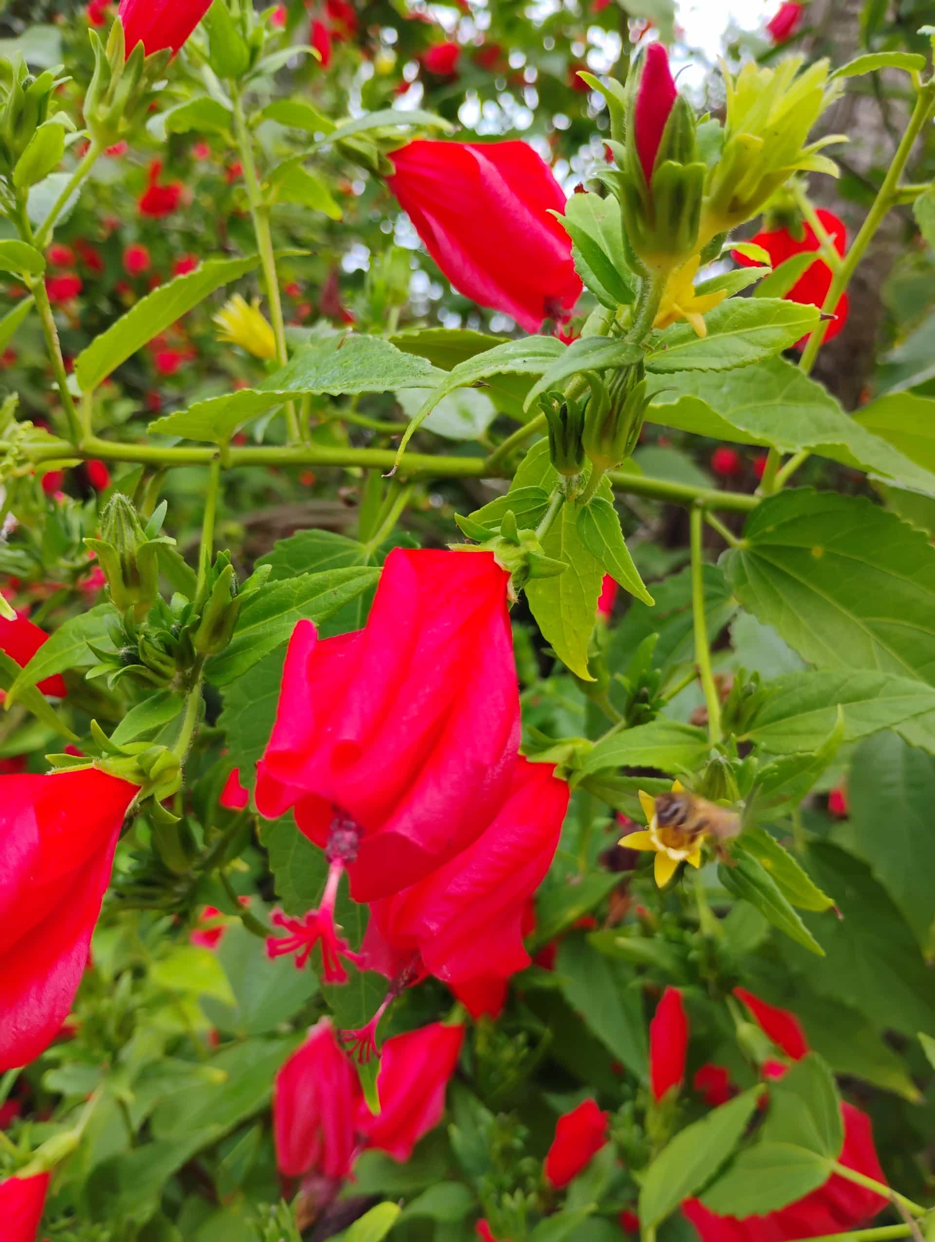 Turk's Cap (Malvaviscus arboreus), Shrub