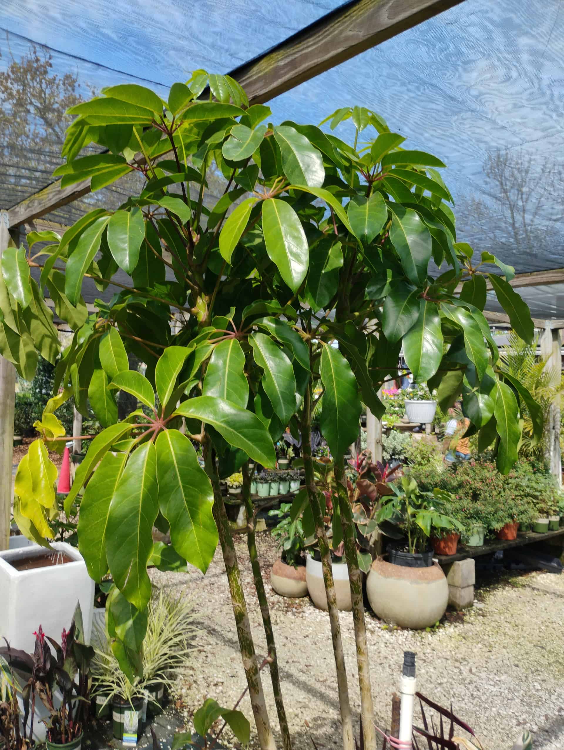 Umbrella Tree