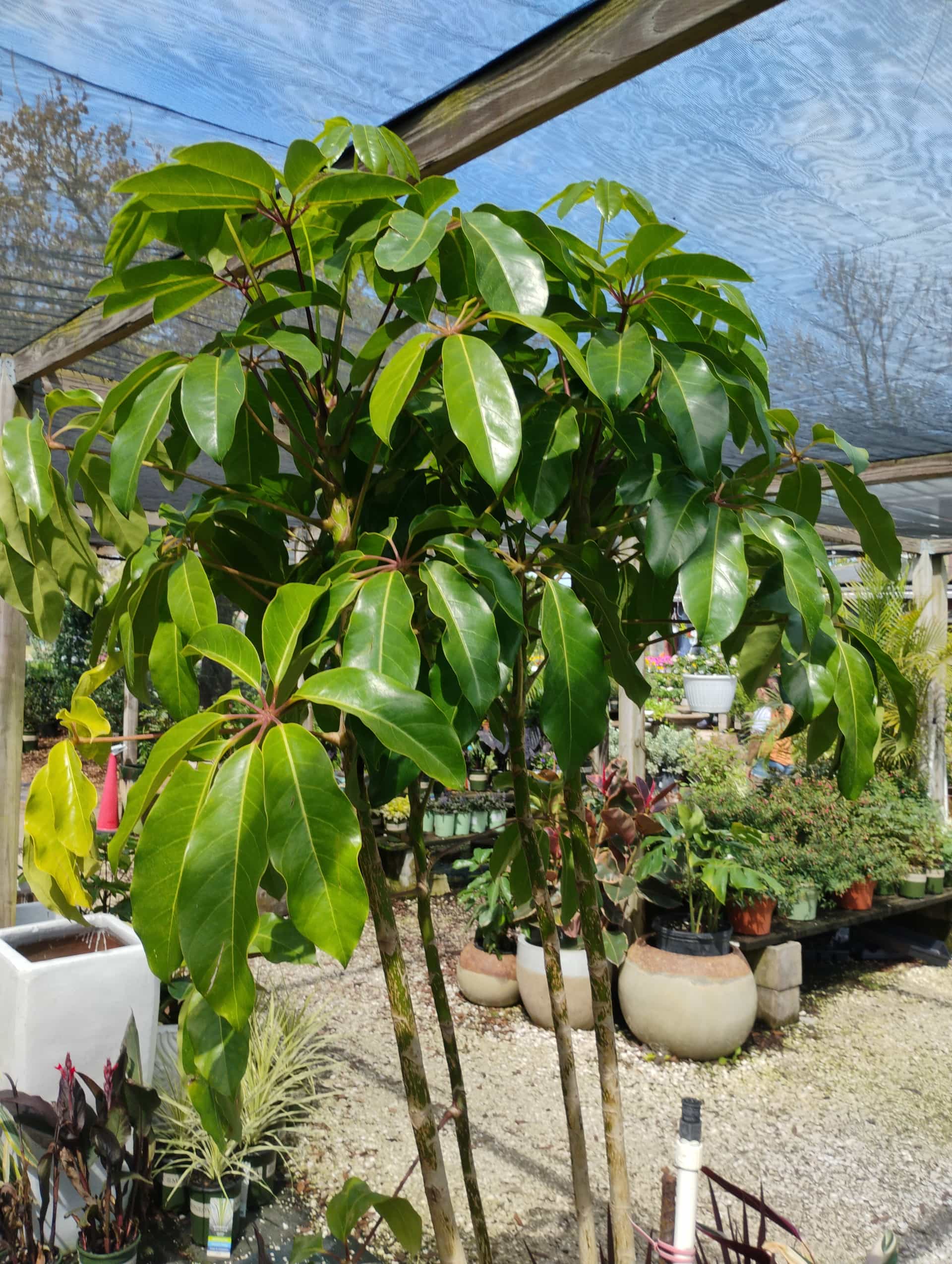 Umbrella Tree (Schefflera actinophylla), Houseplant