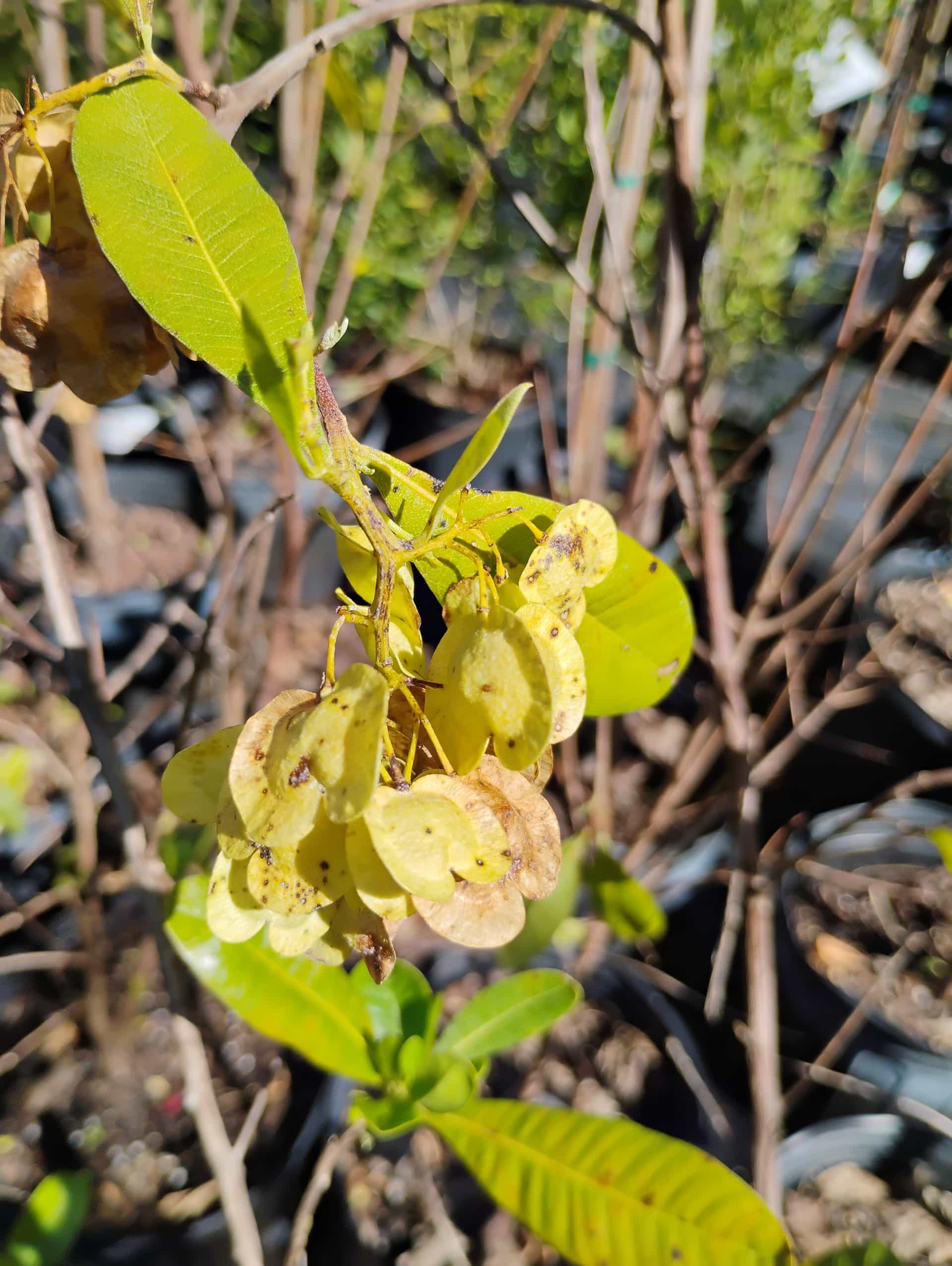 Hopbush (Dodonaea viscosa), Shrub