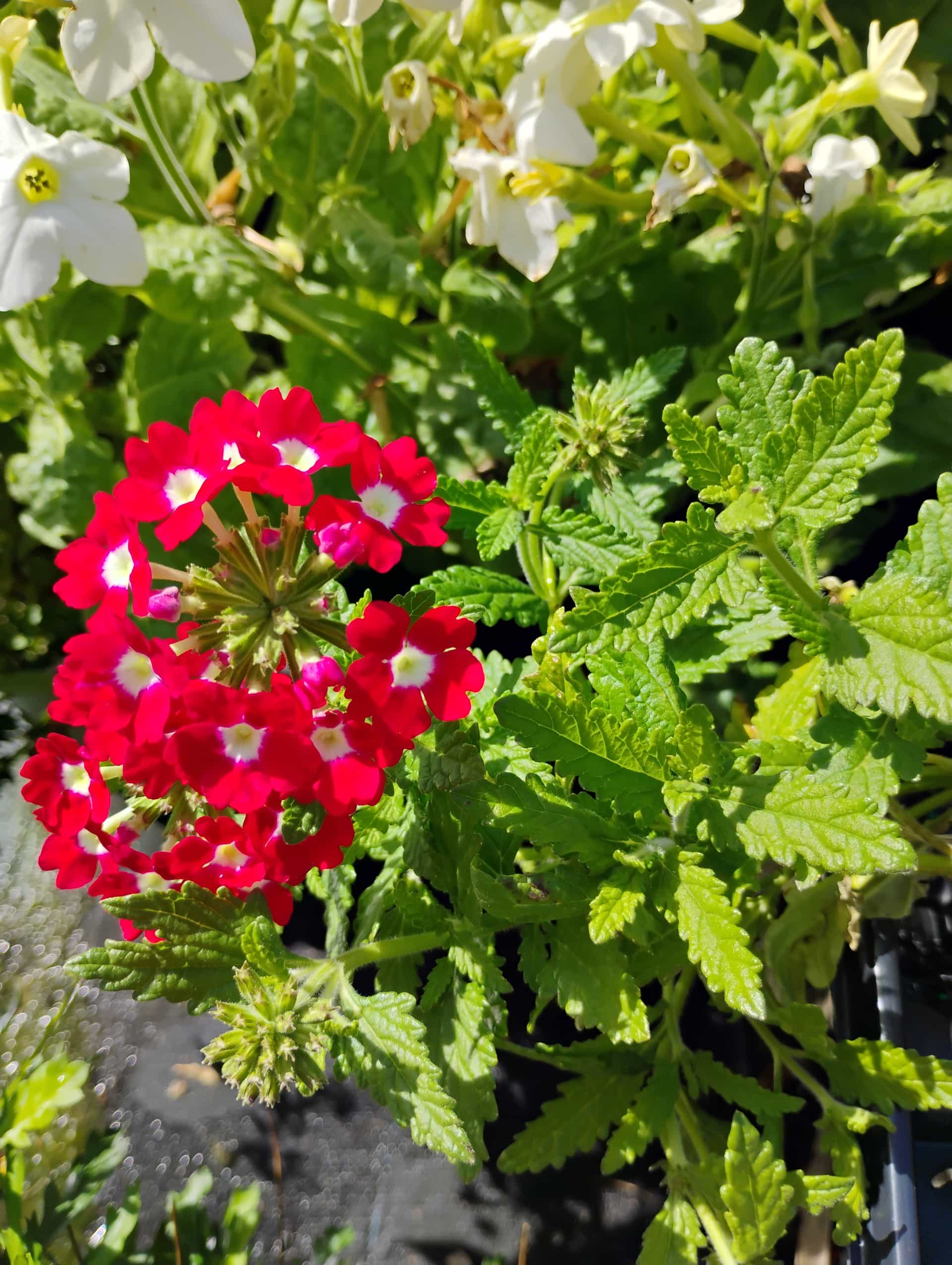 Verbena (Glandularia ×hybrida), Annual
