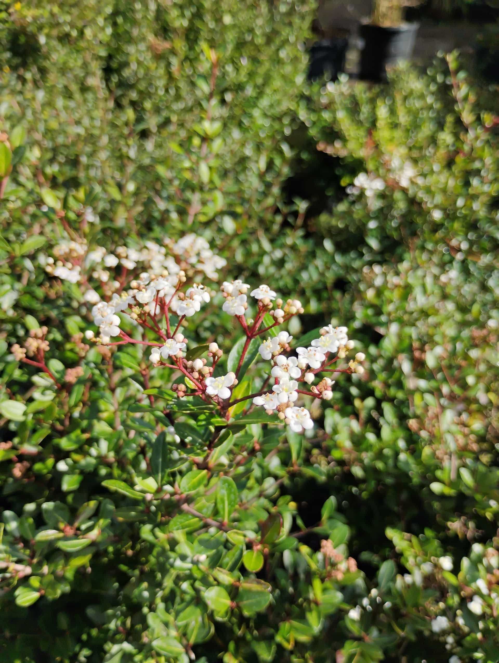 Viburnum, Shrub