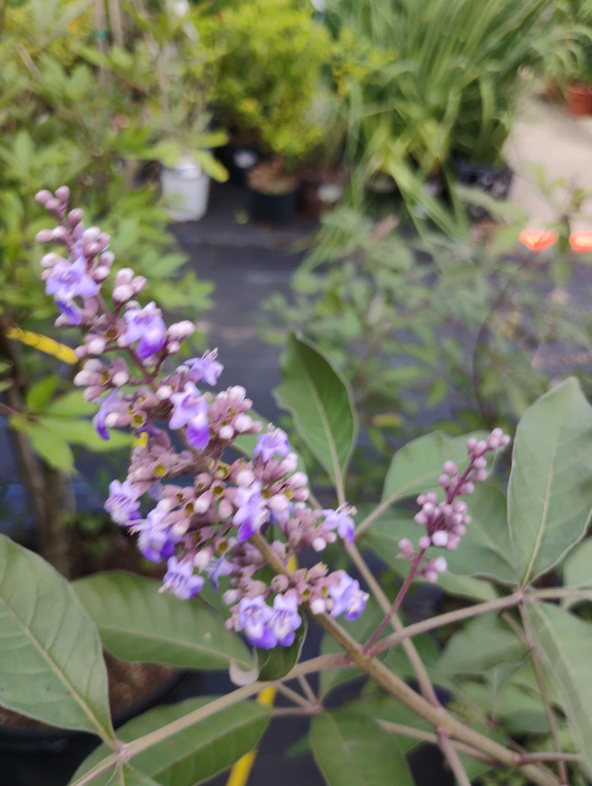 Chaste Tree (Vitex agnus-castus), Tree