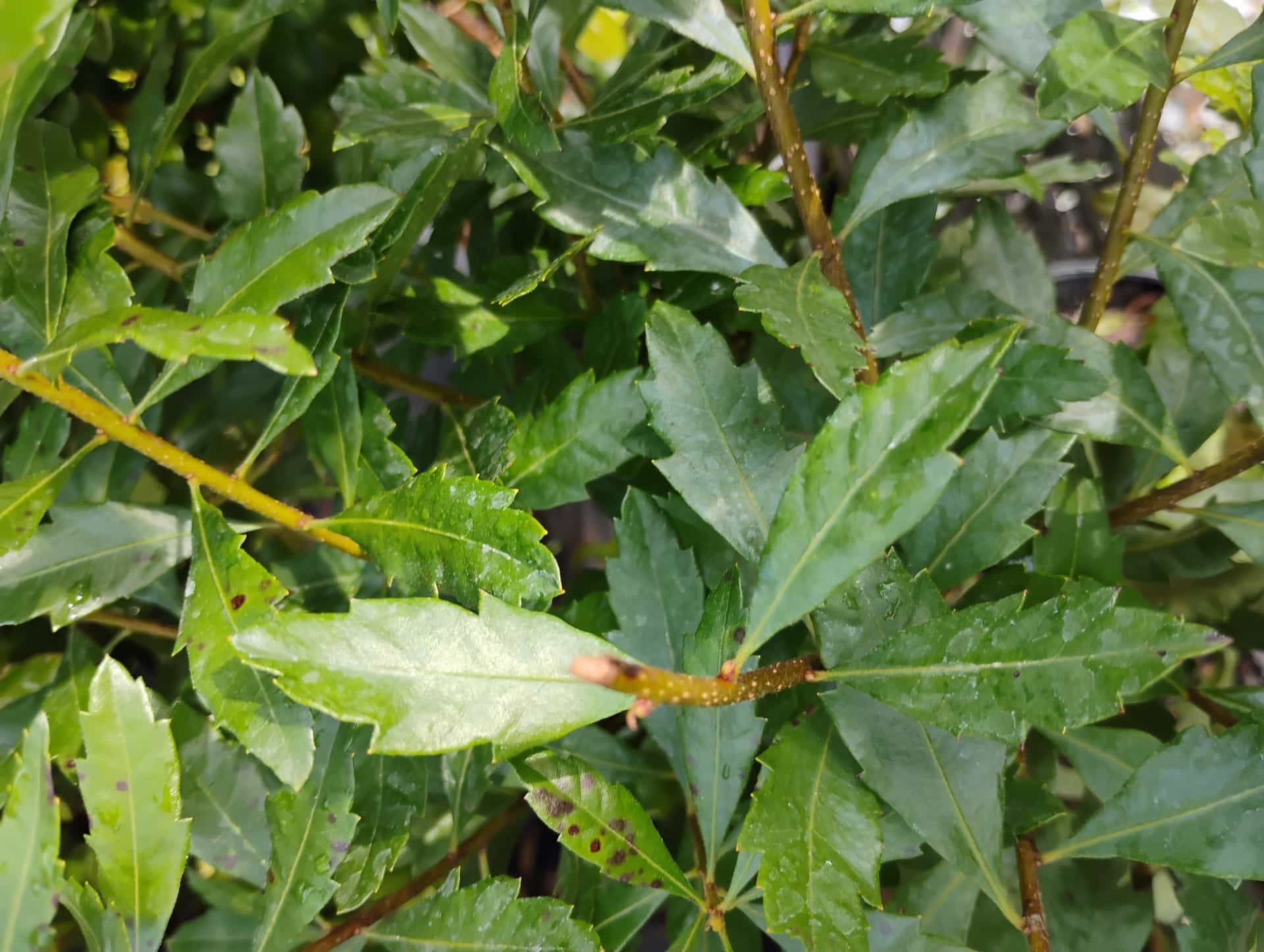 Wax Myrtle (Morella cerifera), Shrub