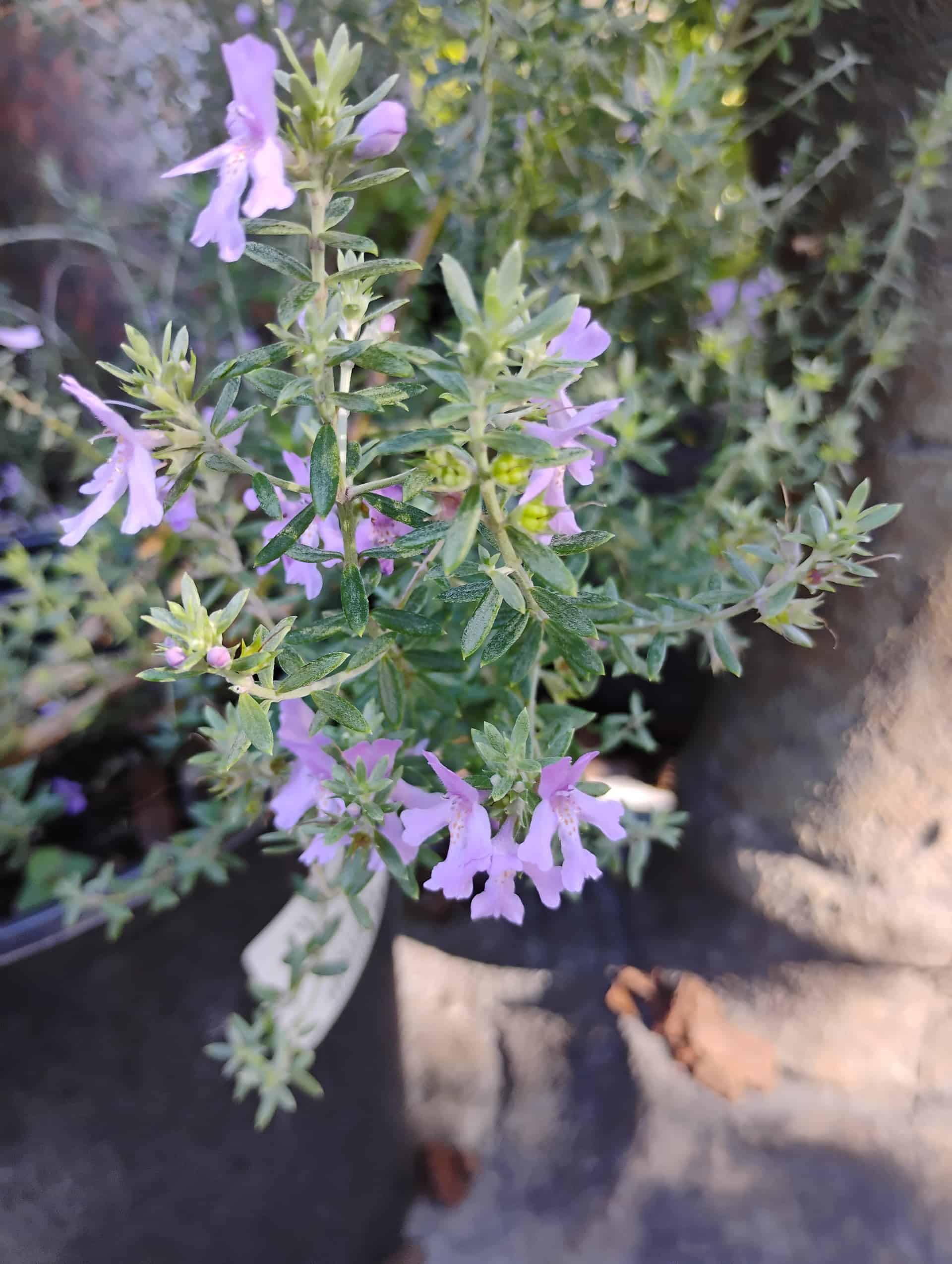 Coastal Rosemary (Westringia fruticosa), Shrub