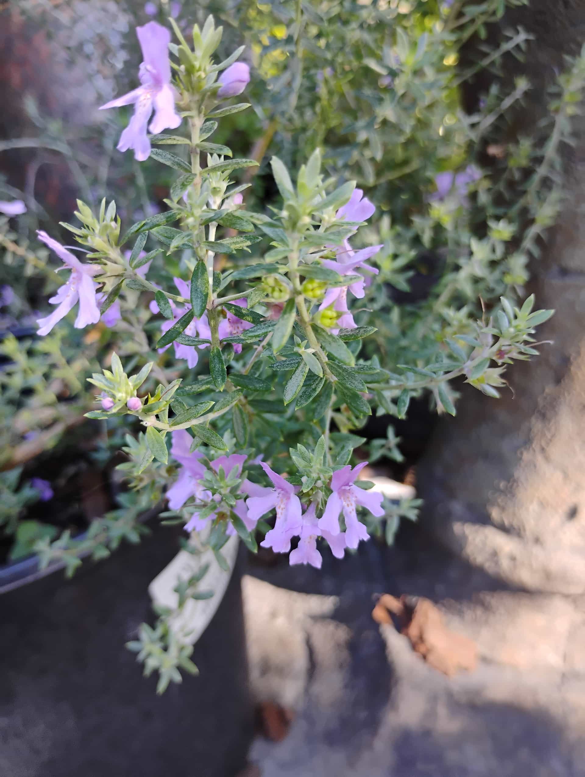 Coastal Rosemary (Westringia fruticosa), Shrub